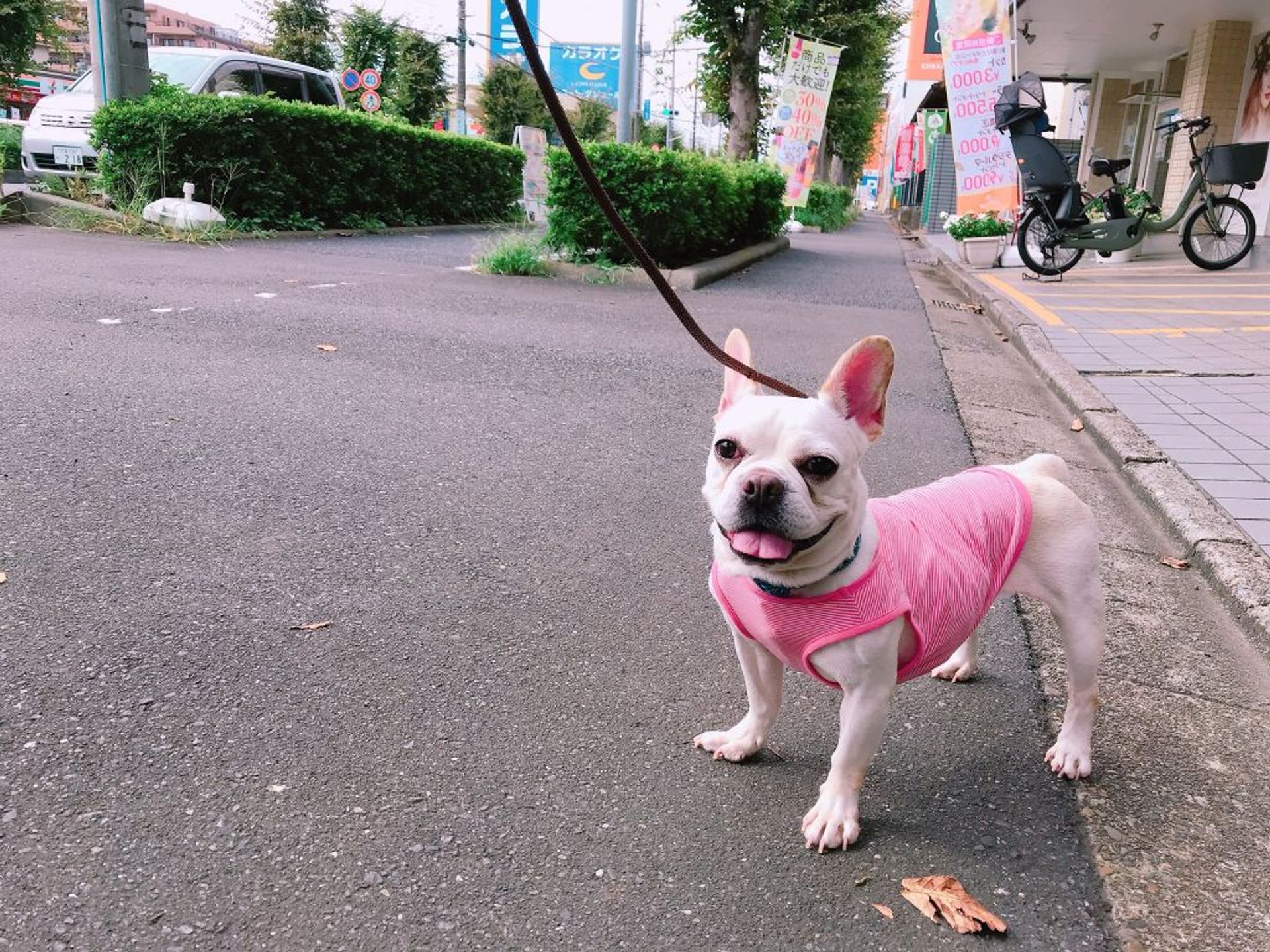 フレンチ・ブルドッグ・メスの里親募集の写真