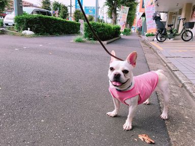もろこし
