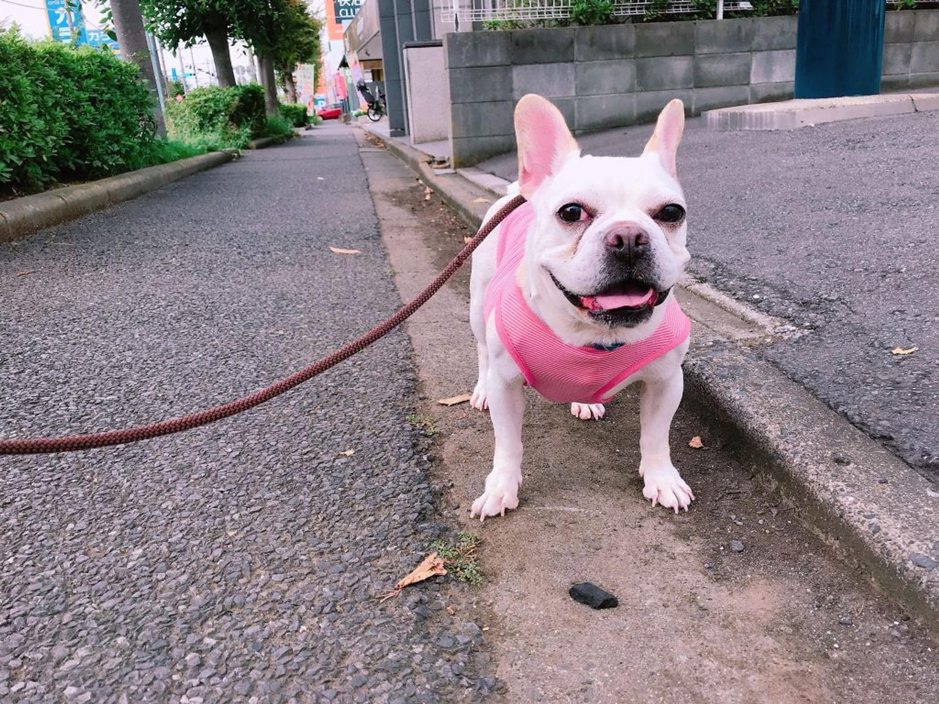 pet-image-2