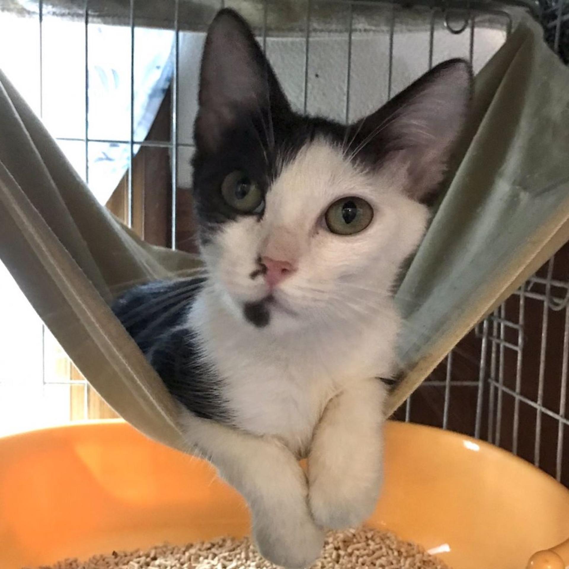 pet-image-3