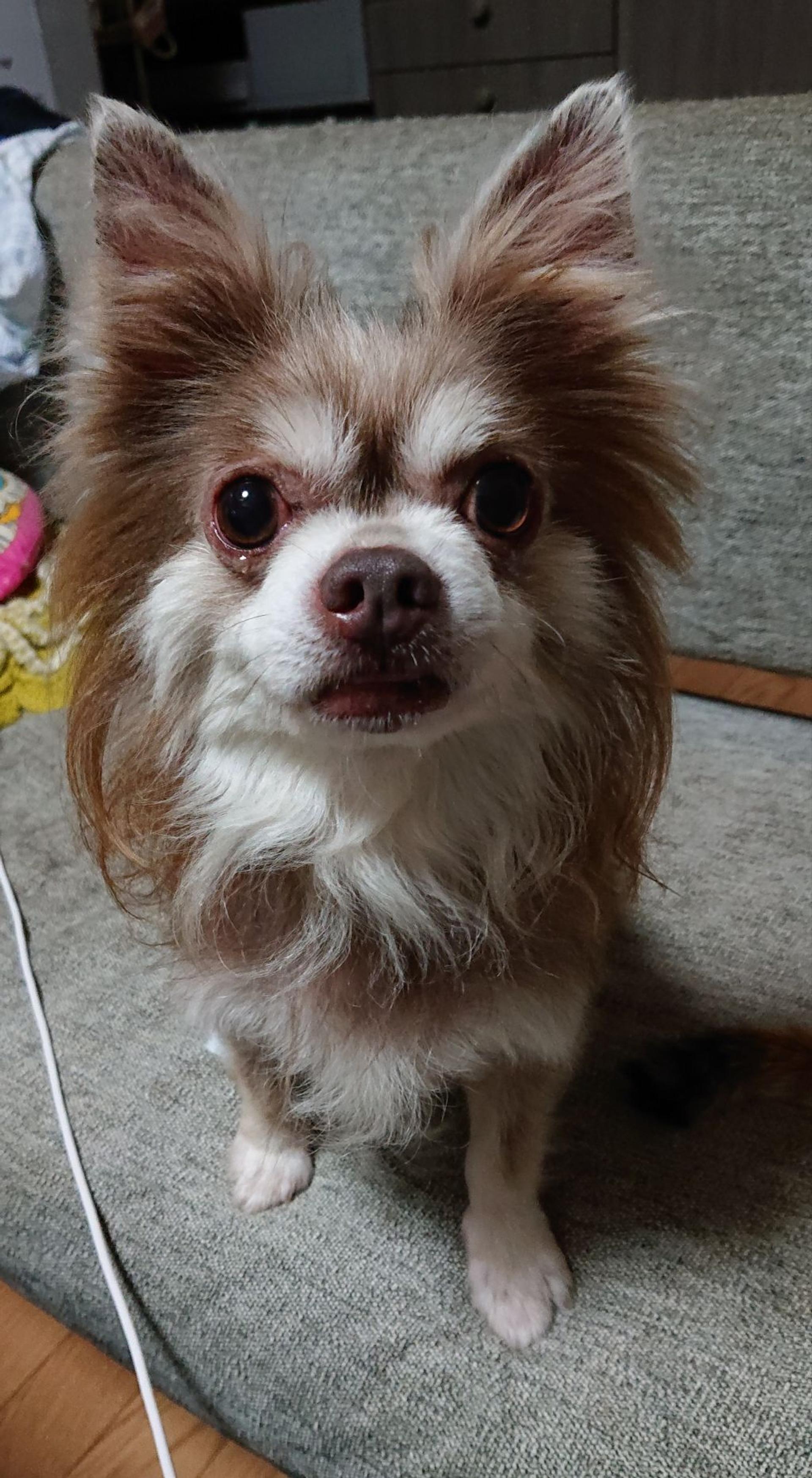 pet-image-2