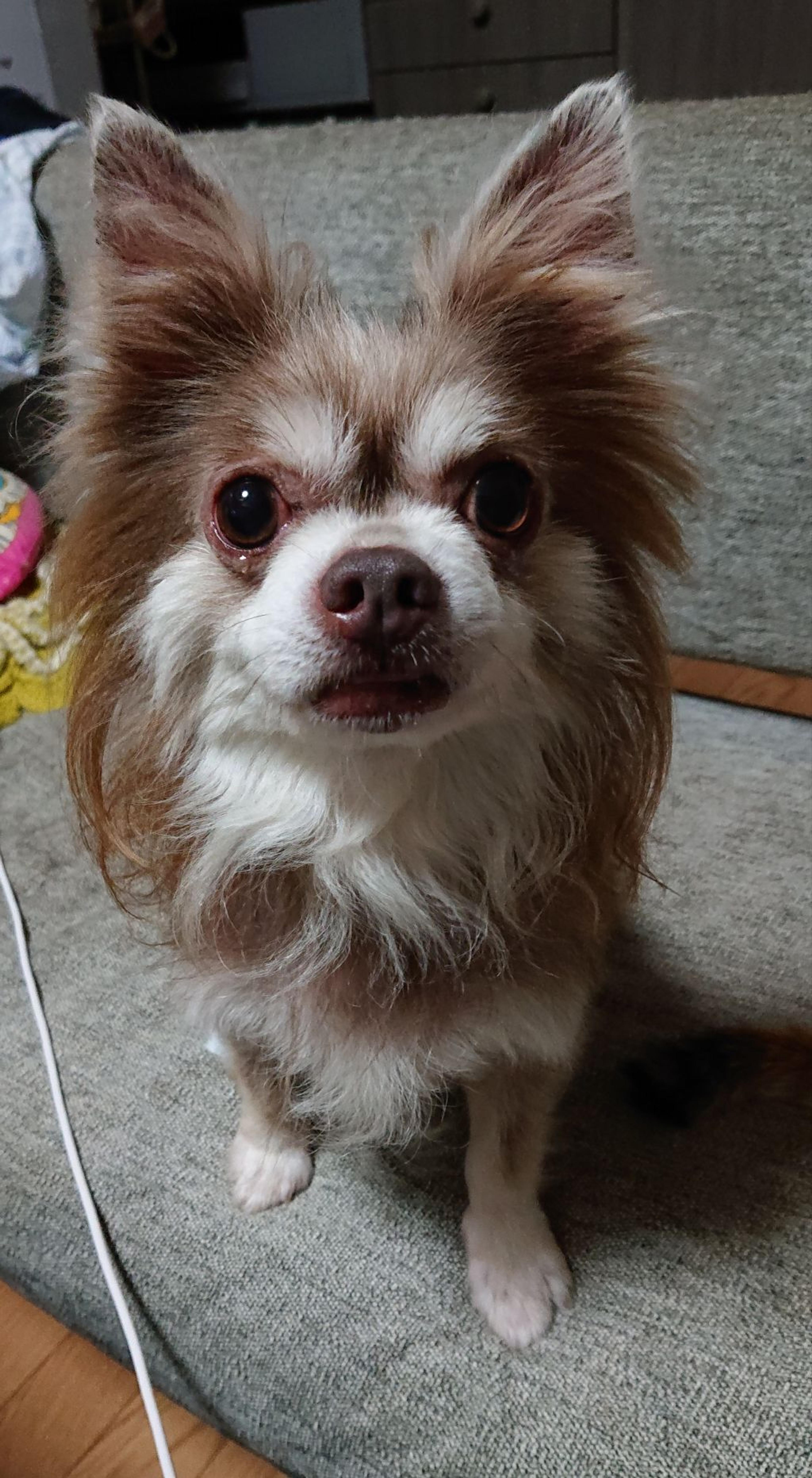 pet-image-2