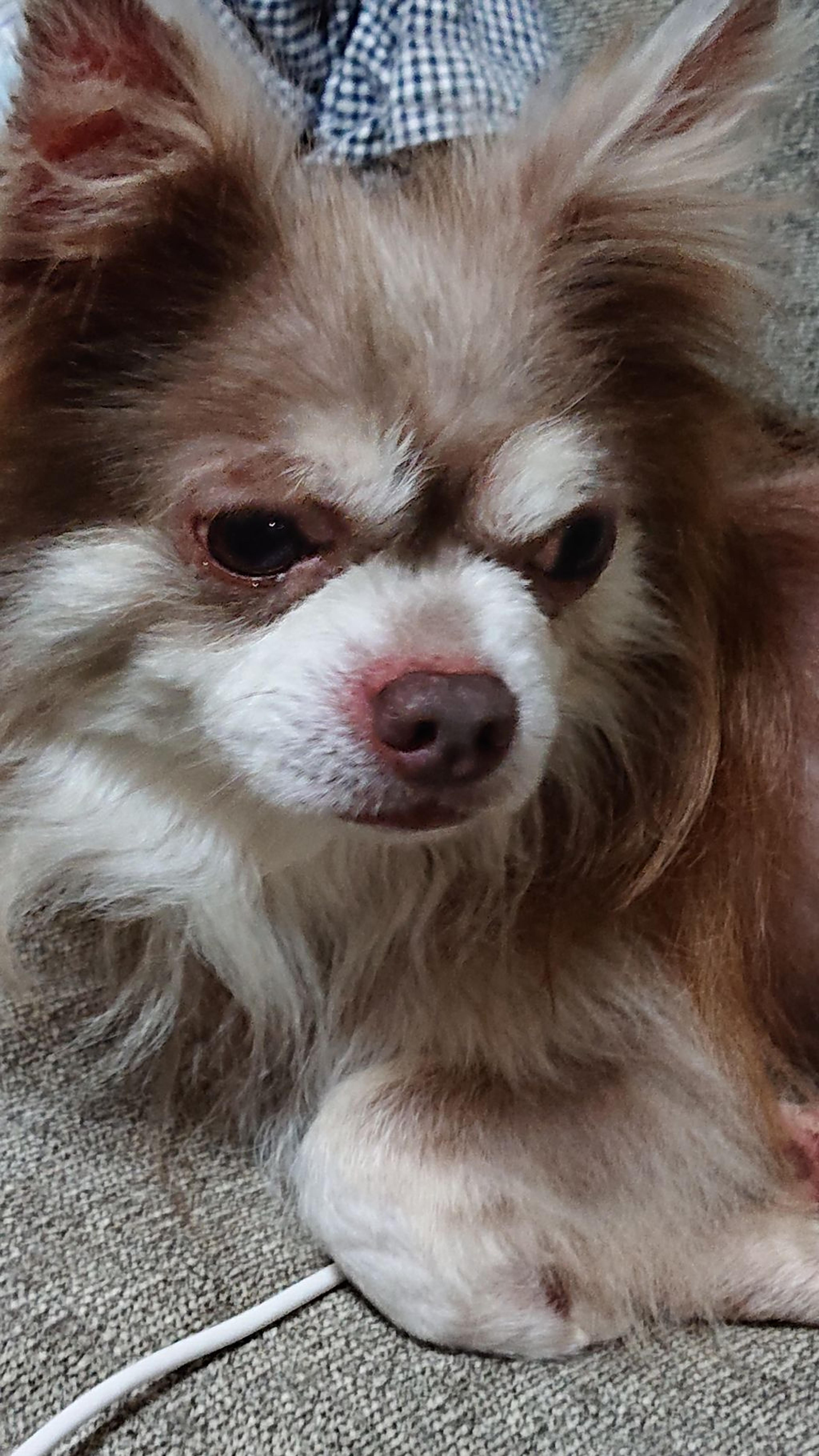 pet-image-4