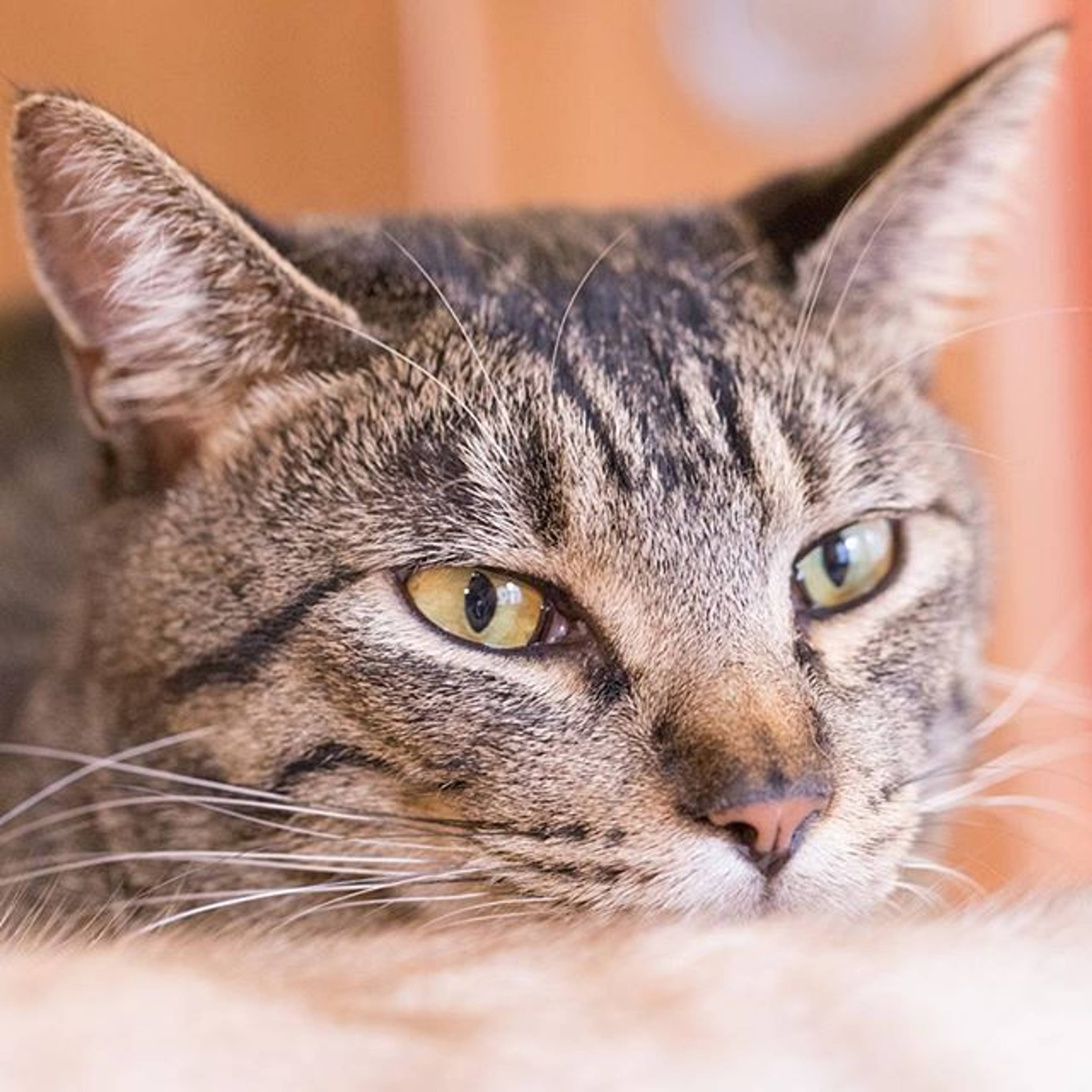 雑種（ミックス猫）・オスの里親募集の写真