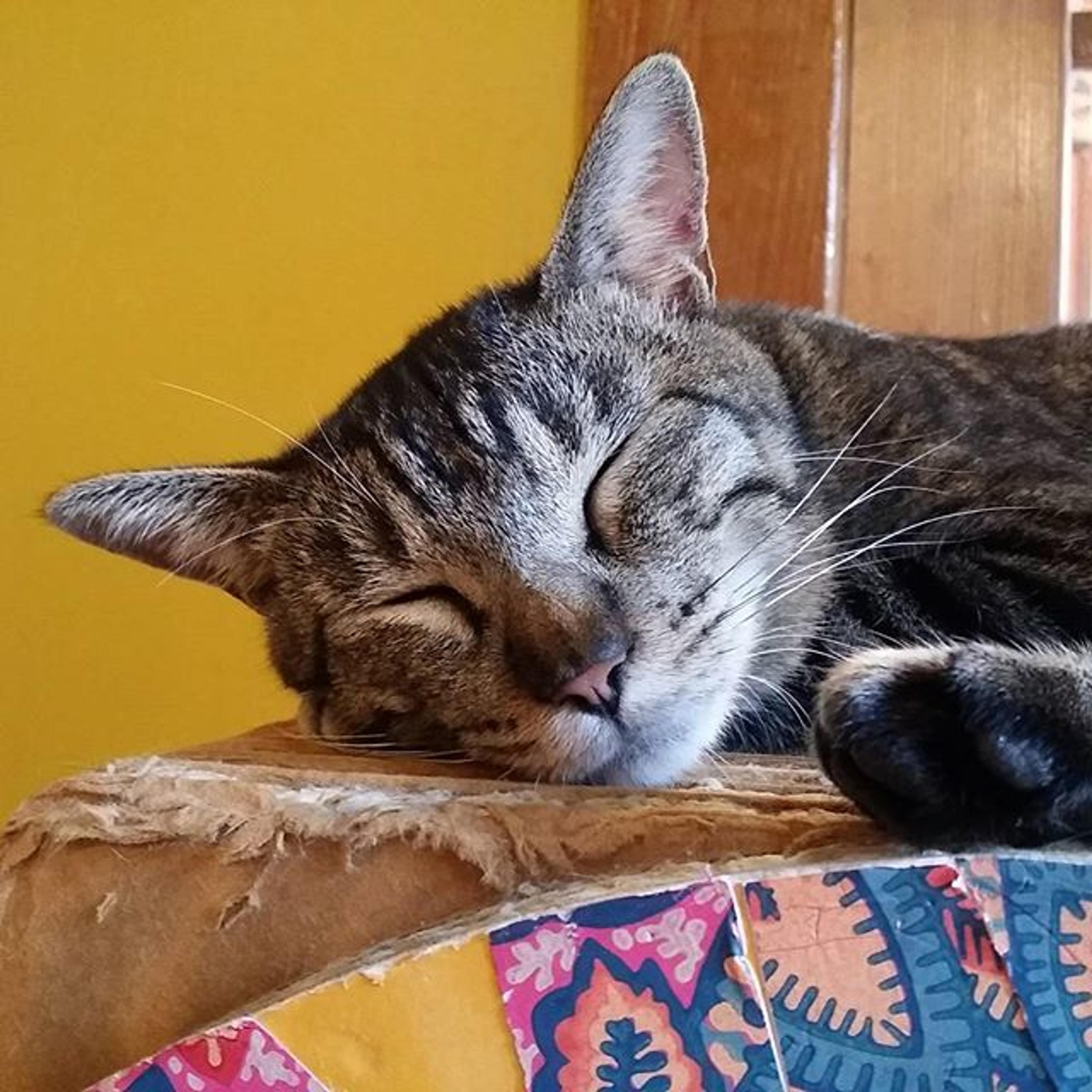 pet-image-2