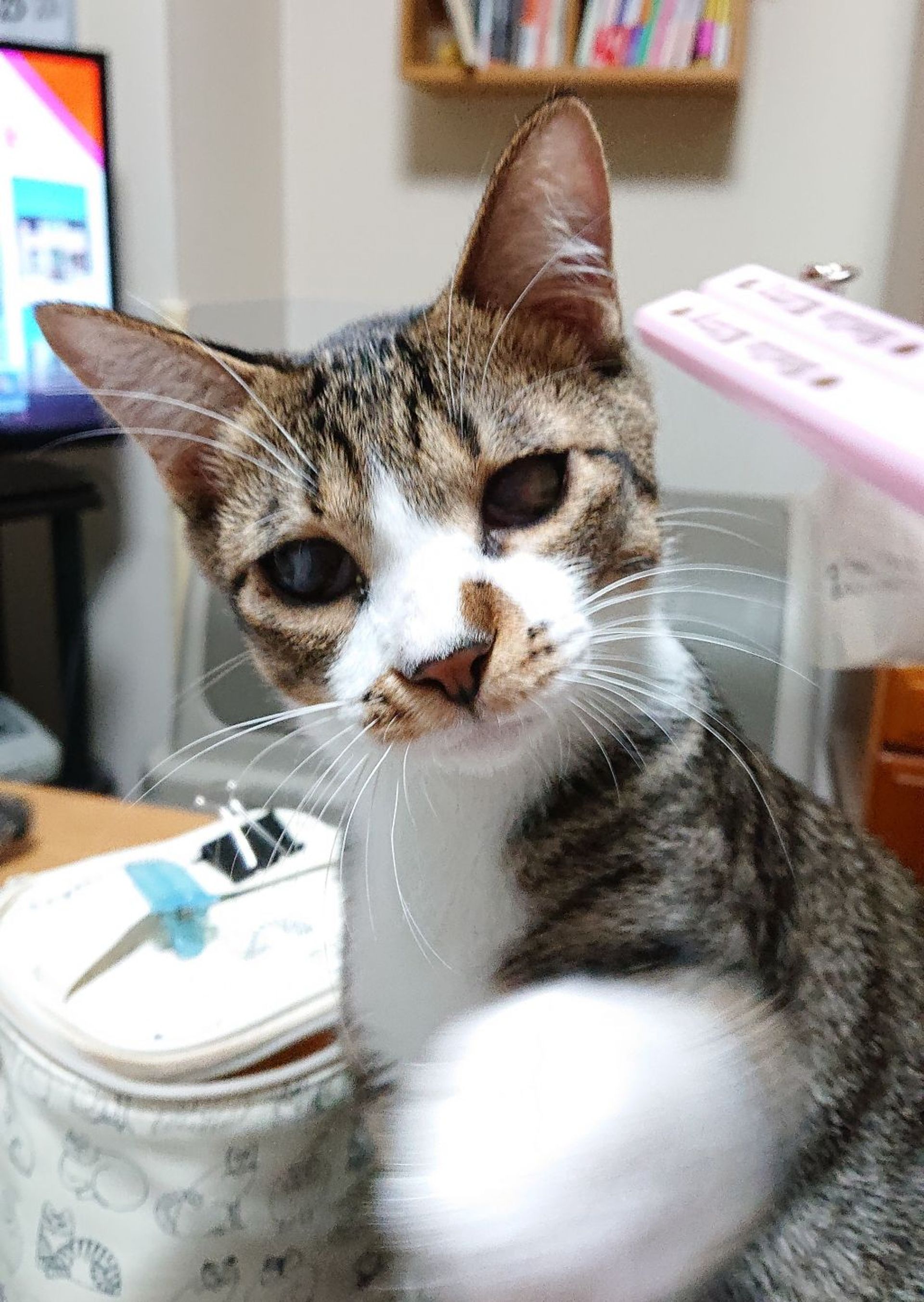 雑種（ミックス猫）・オスの里親募集の写真