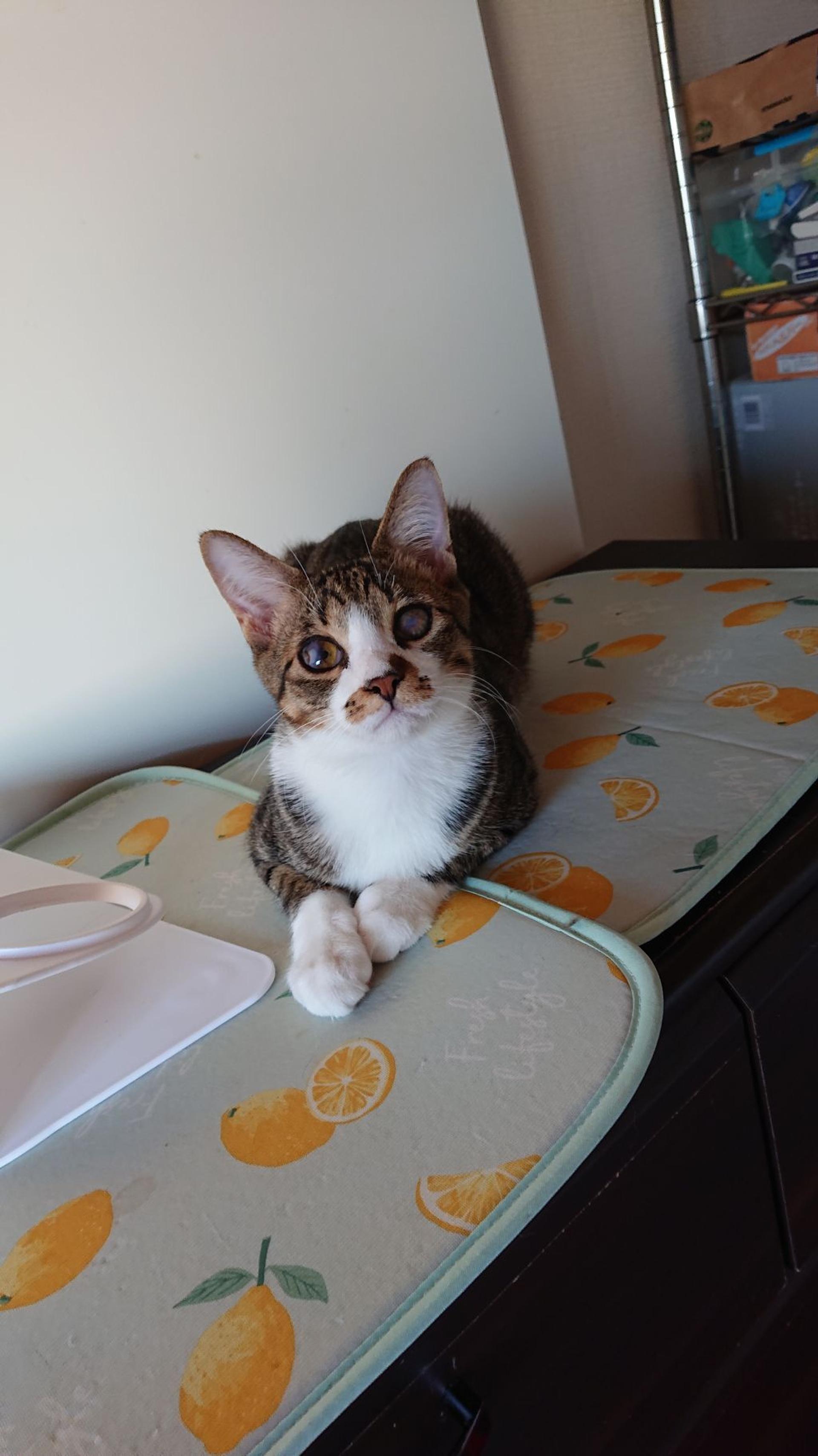 pet-image-2
