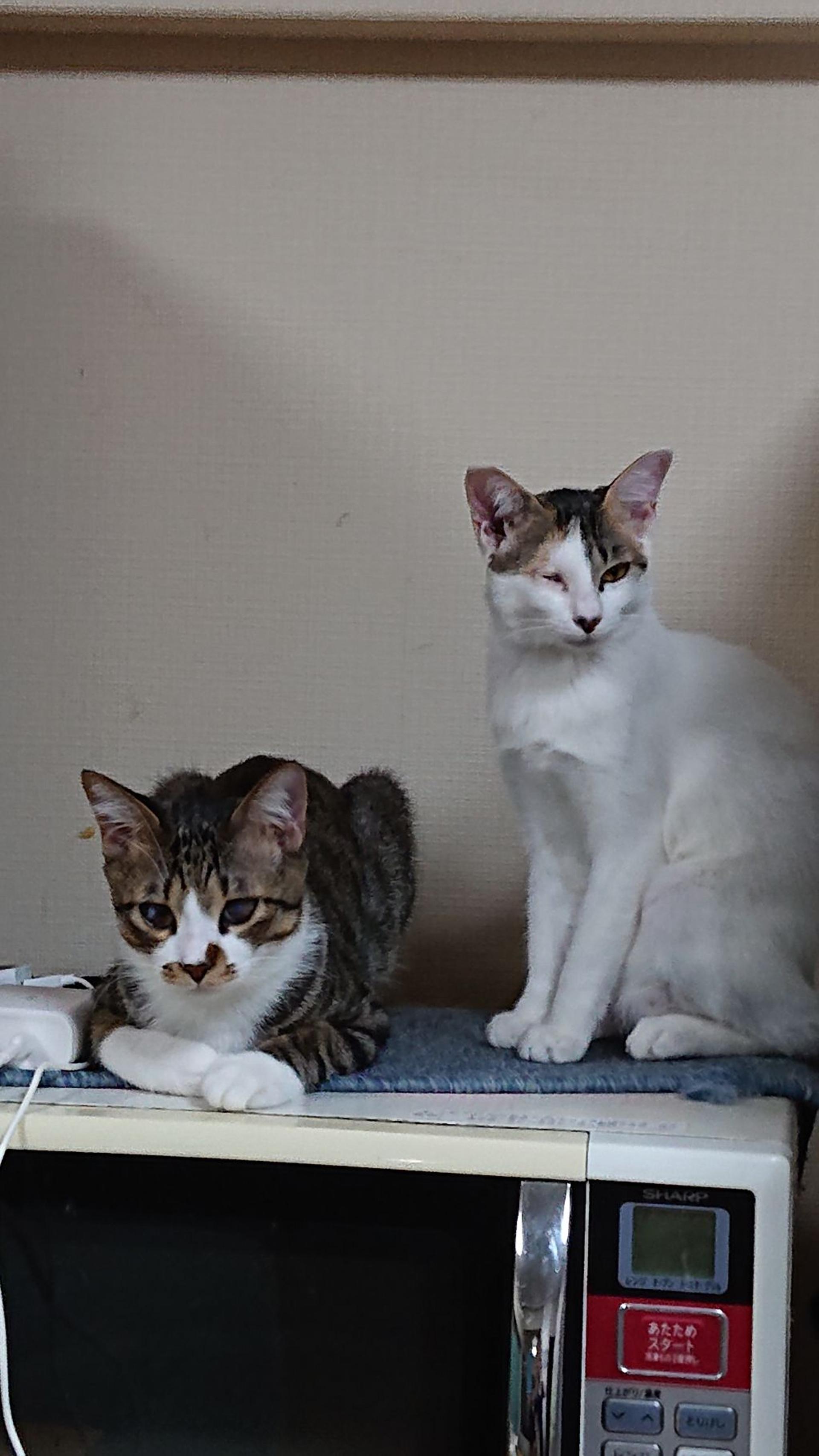 pet-image-3