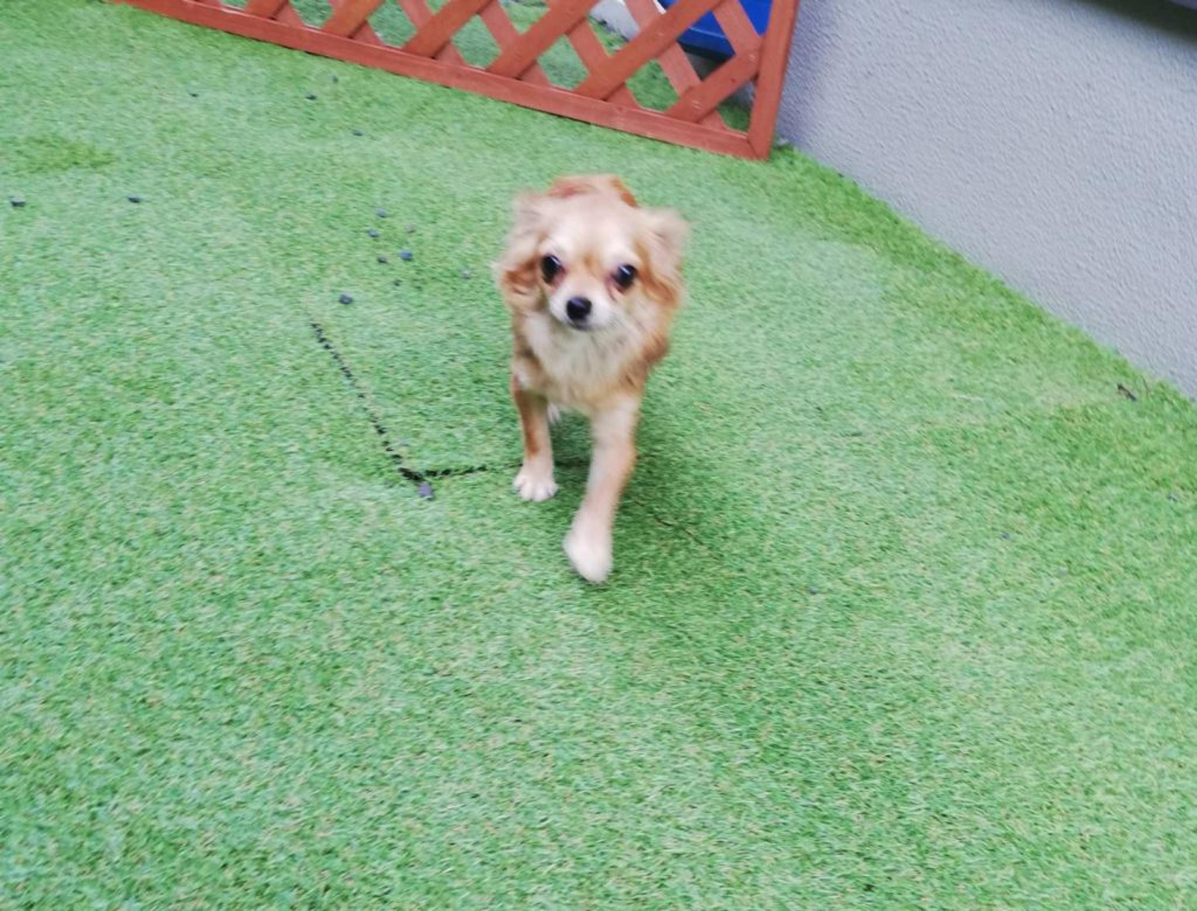 pet-image-3