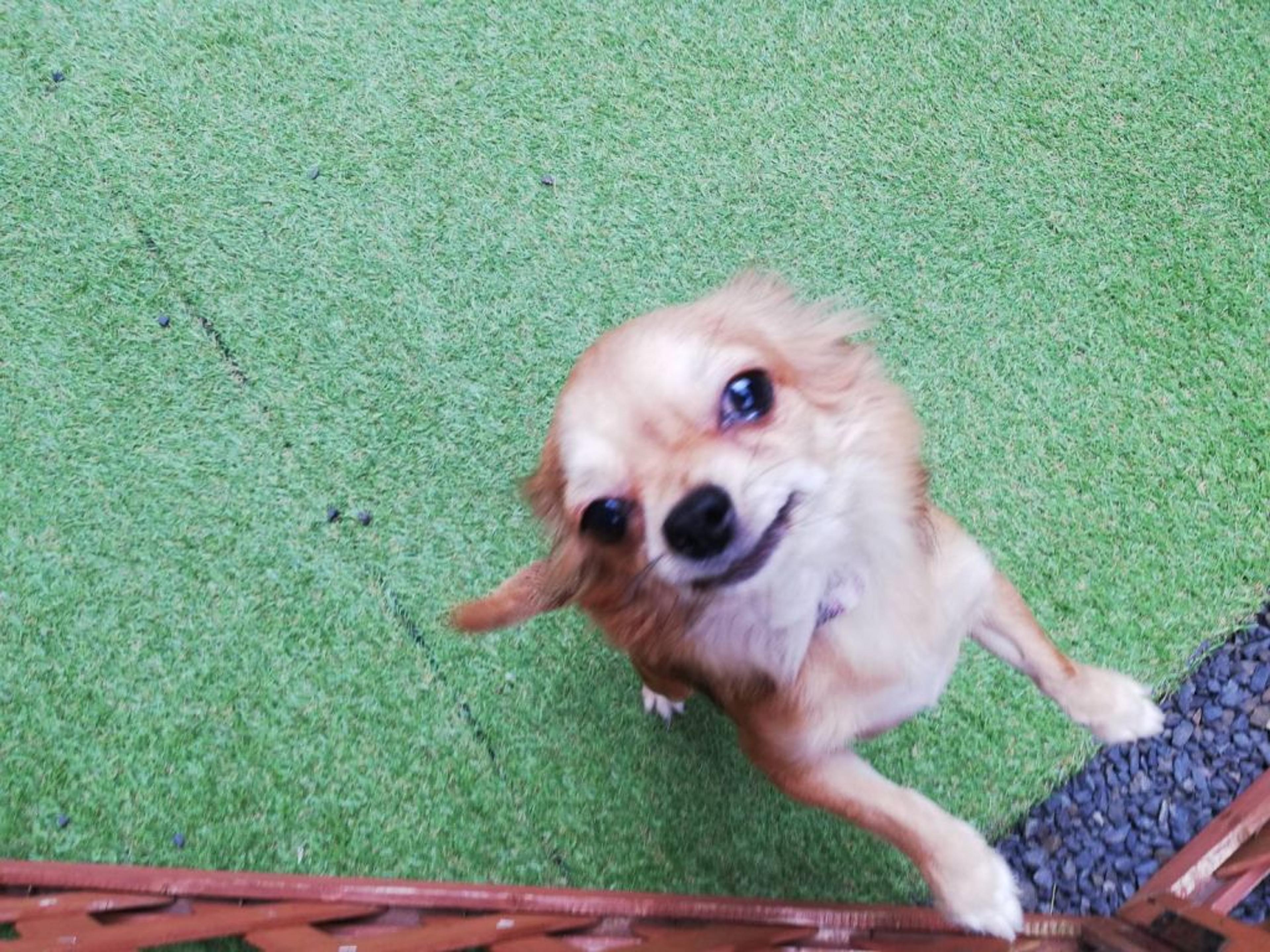 pet-image-4