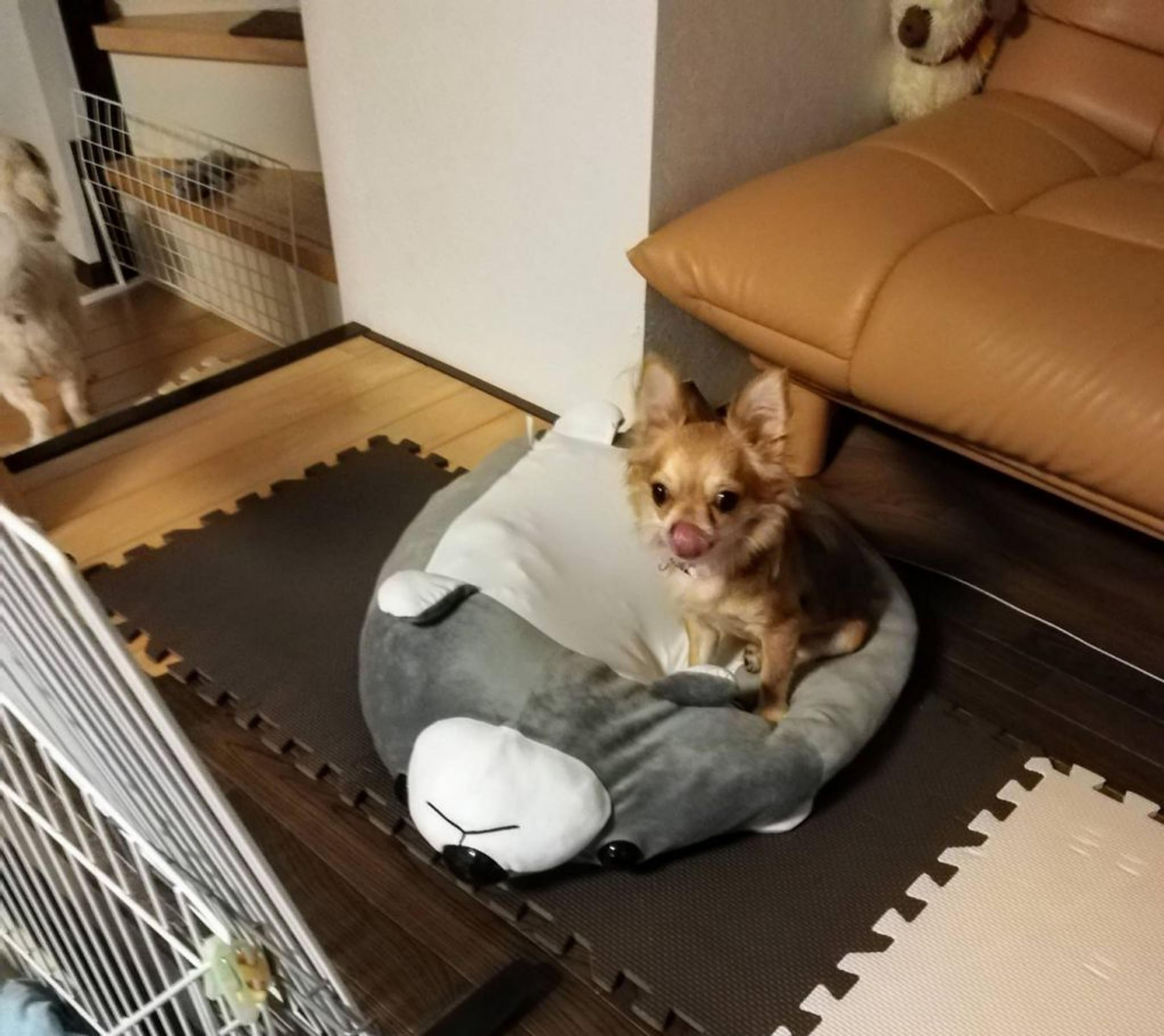 pet-image-5
