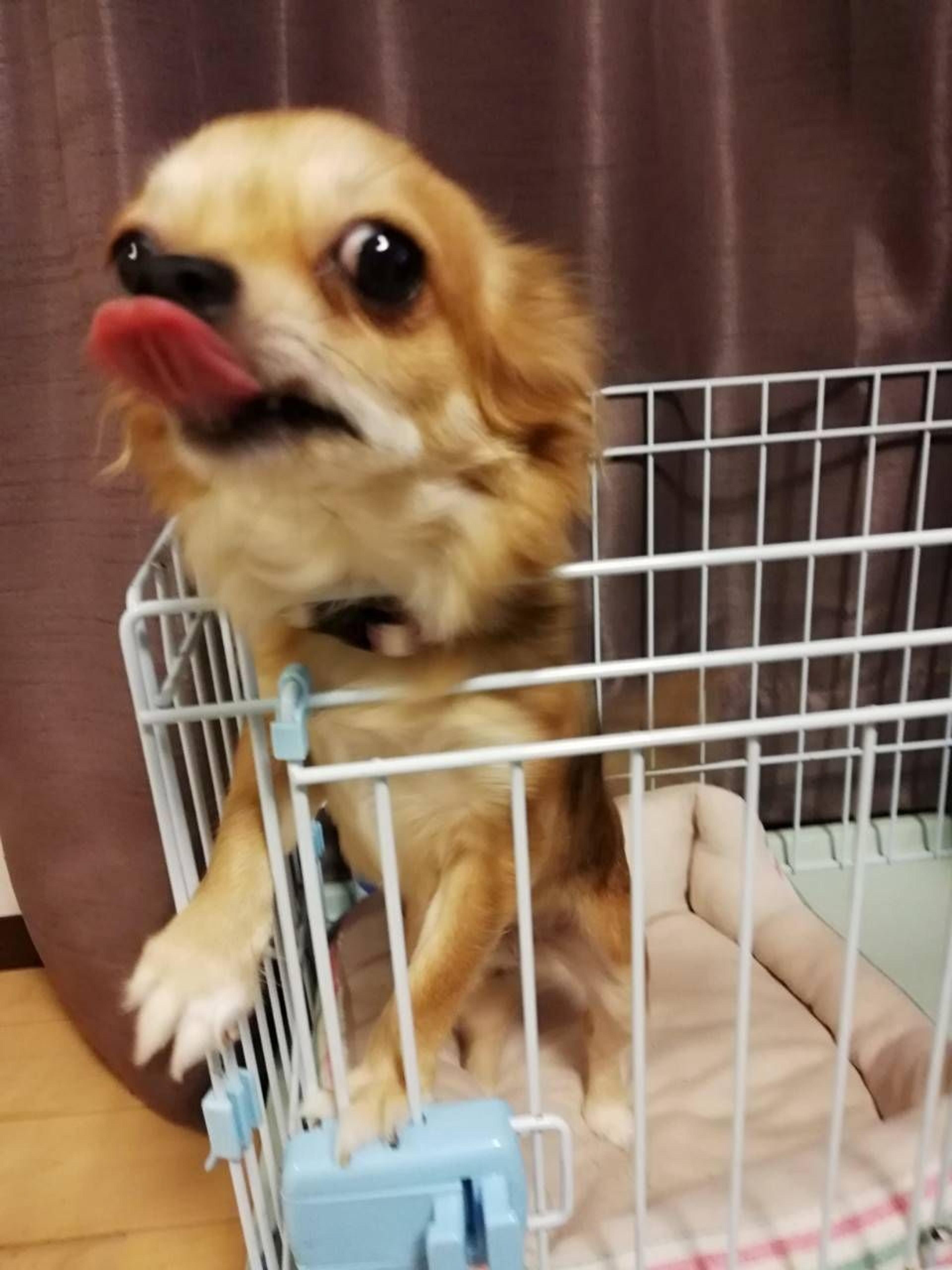 pet-image-7