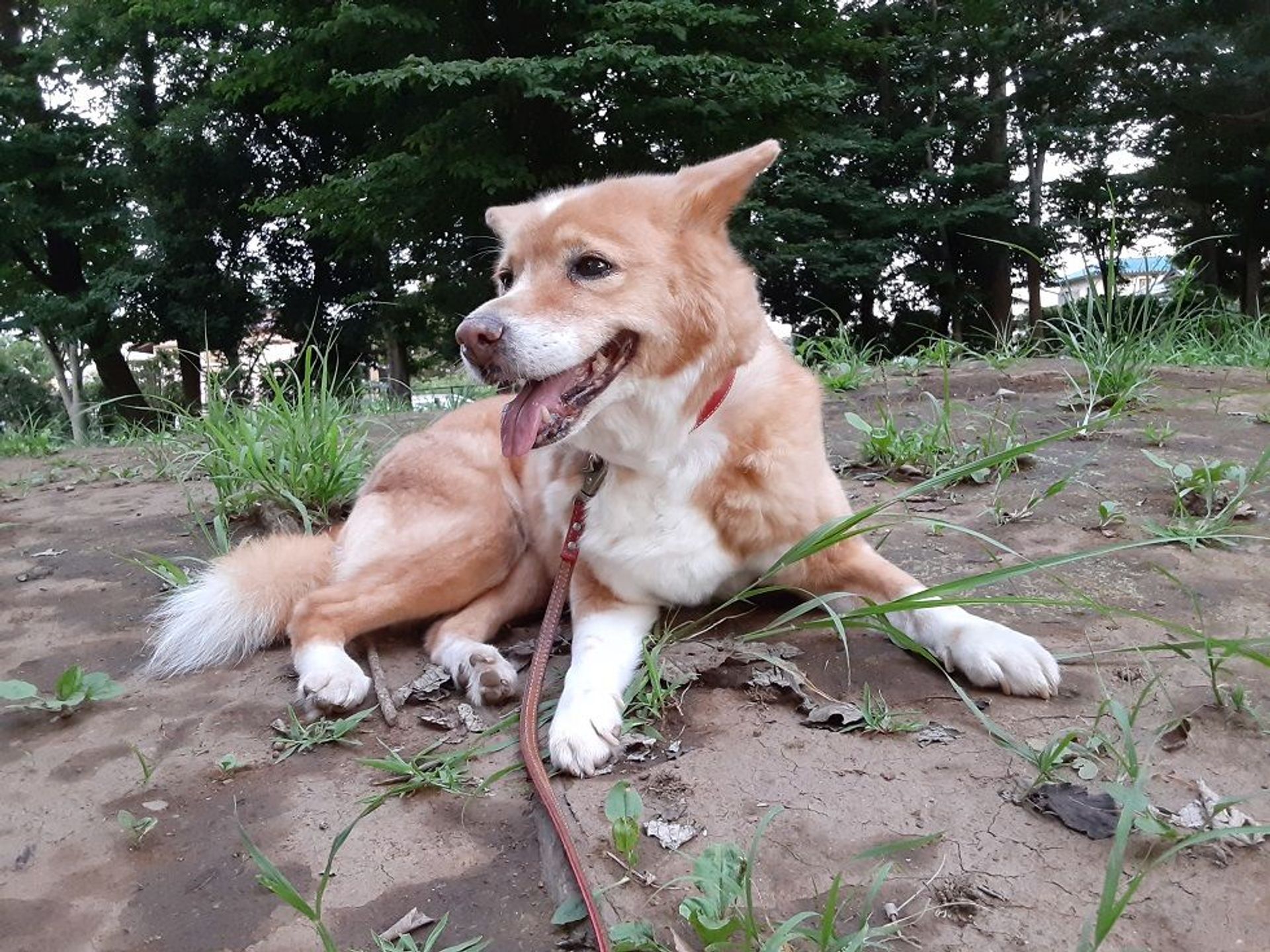 雑種（ミックス犬）・メスの里親募集の写真