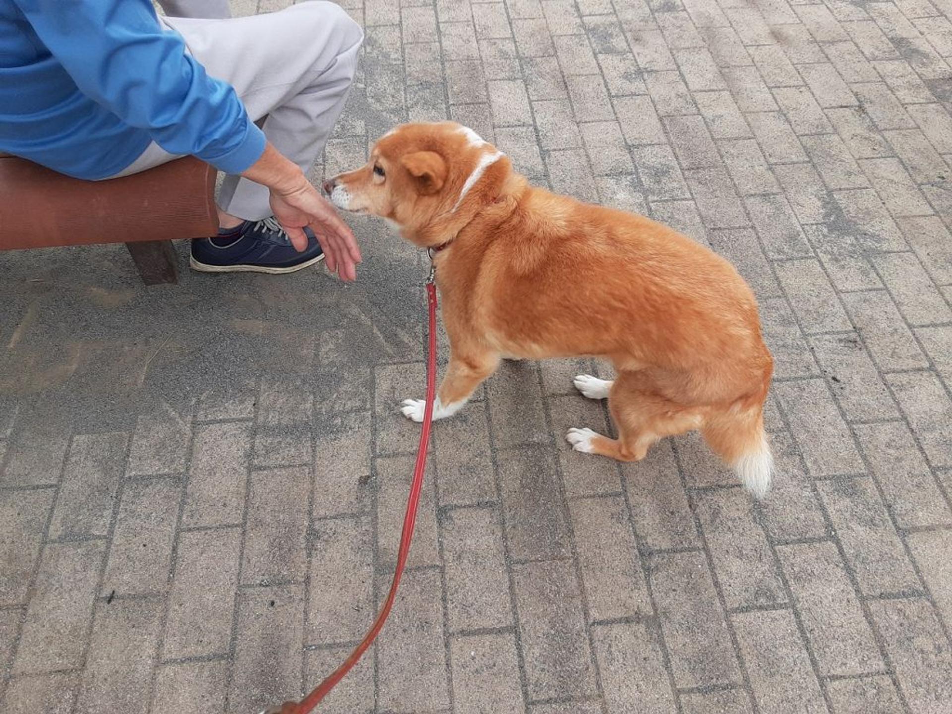 pet-image-2