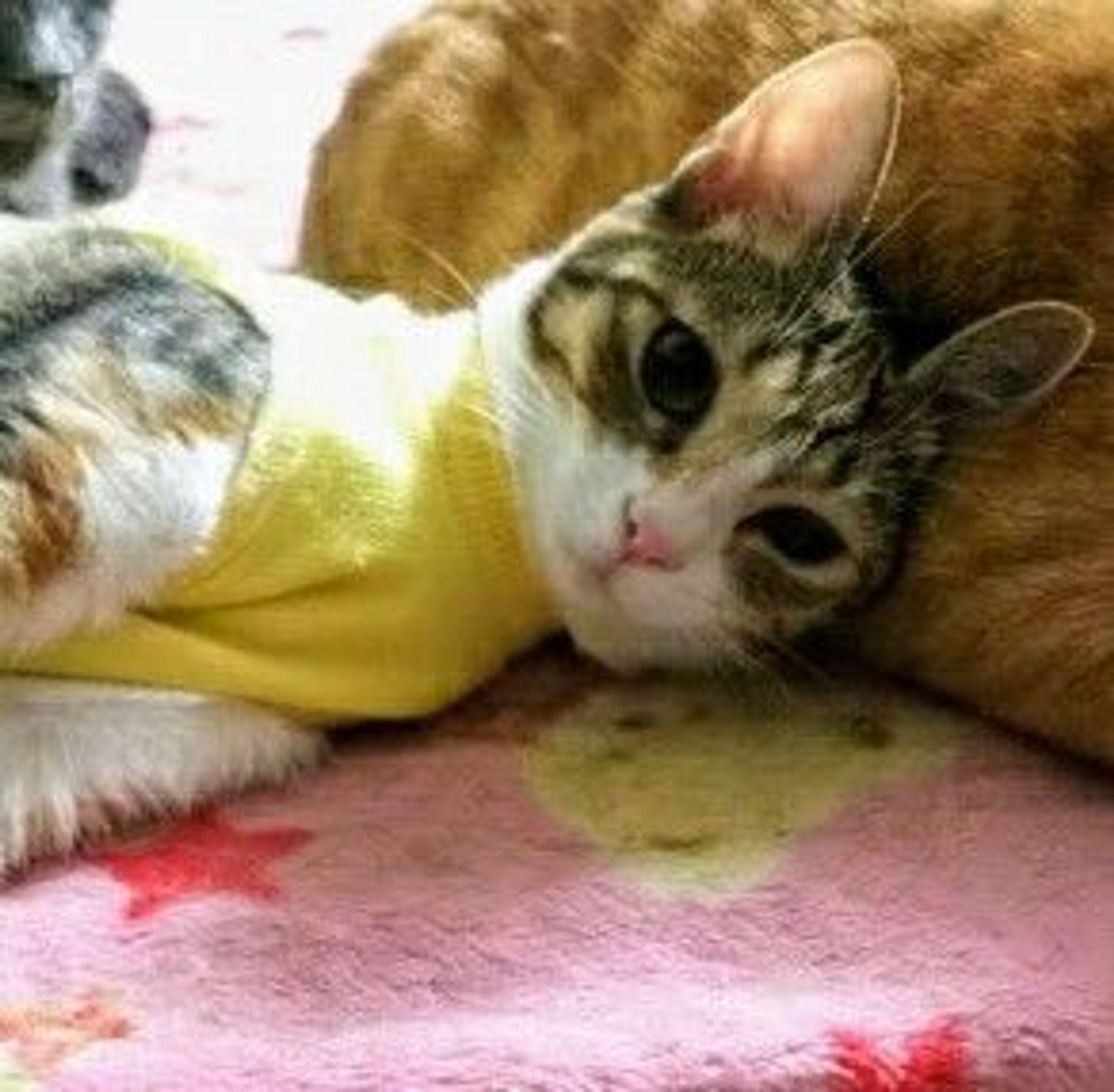 雑種（ミックス猫）・メスの里親募集の写真