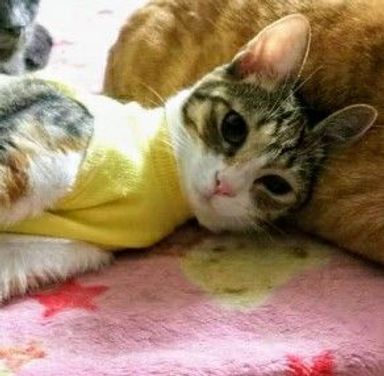 ひまわりの写真