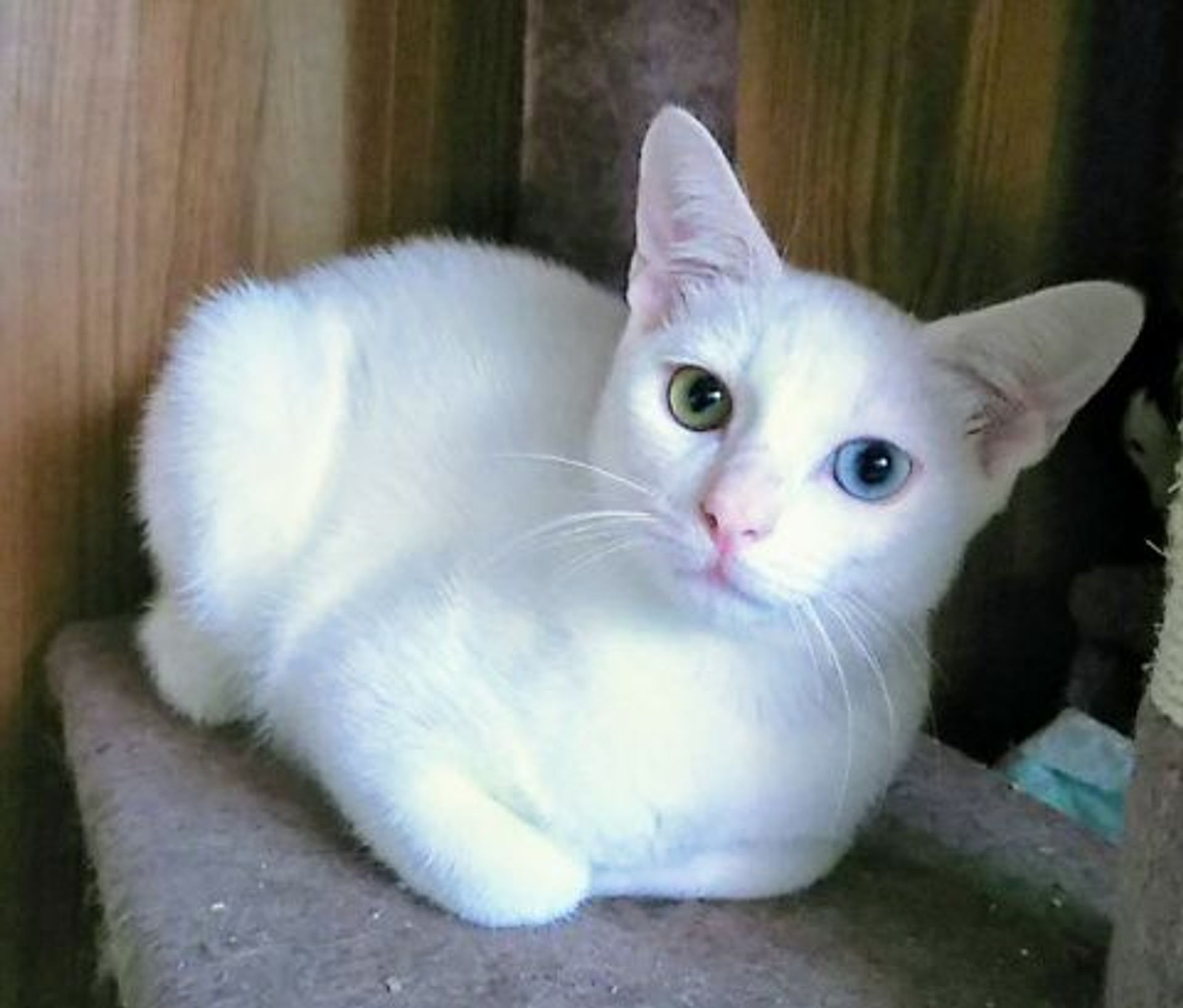 雑種（ミックス猫）・オスの里親募集の写真