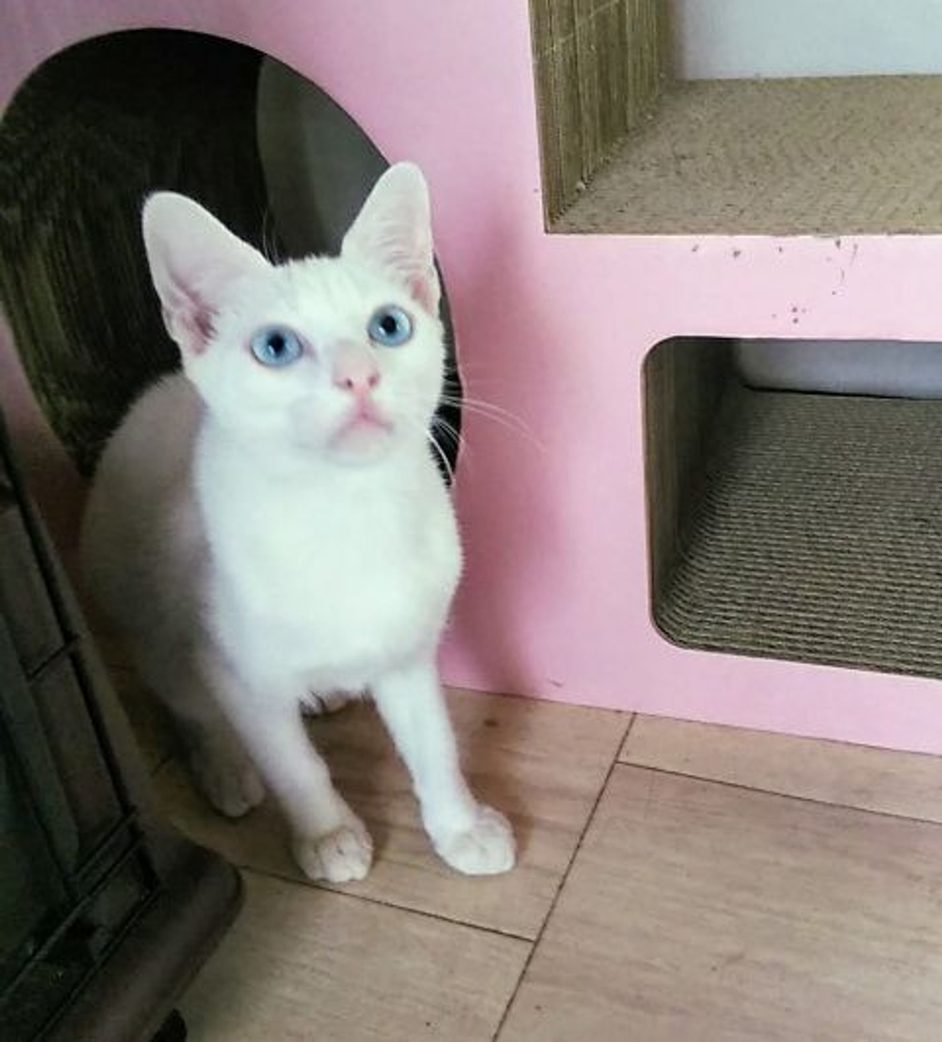 雑種（ミックス猫）・オスの里親募集の写真