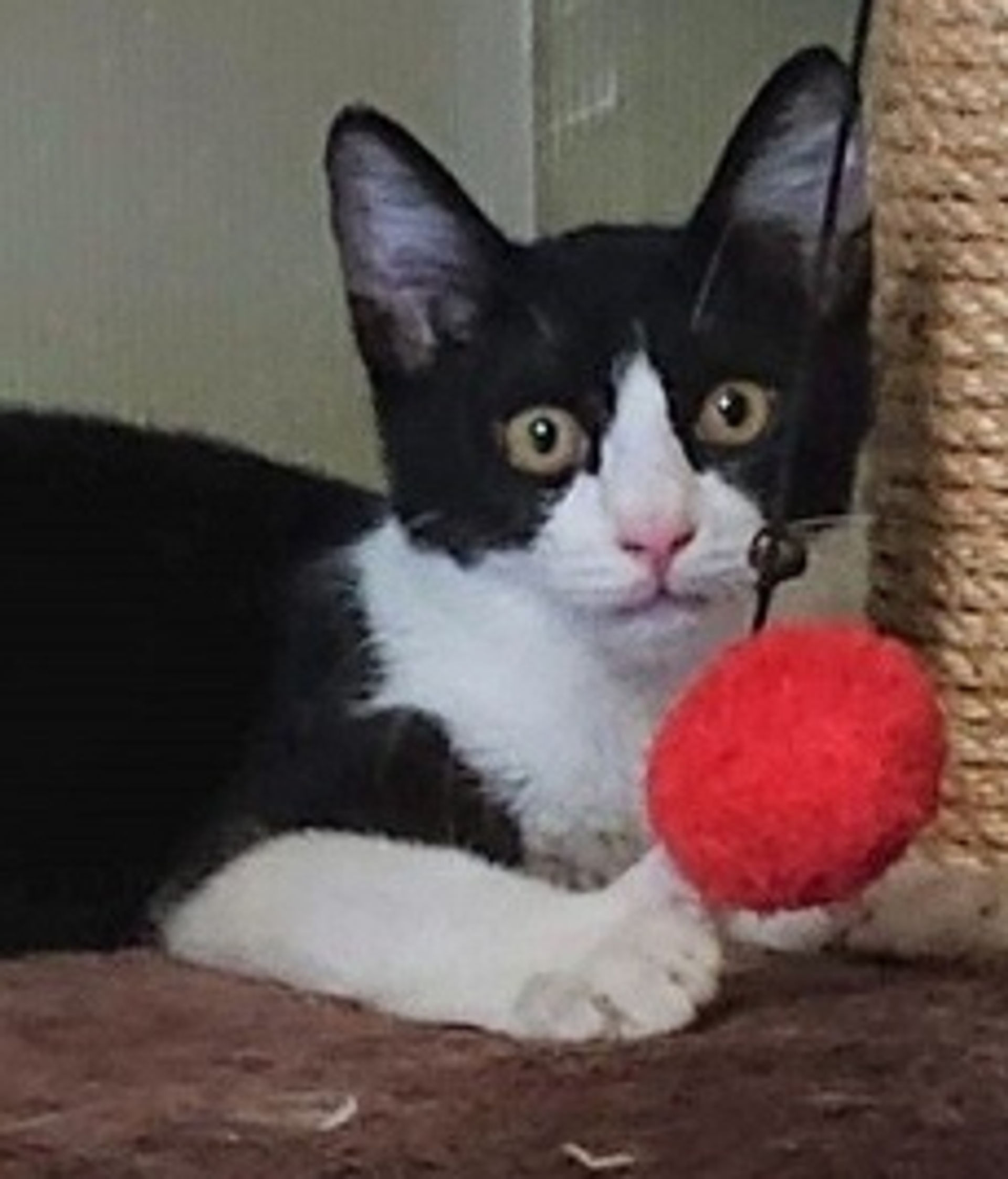 雑種（ミックス猫）・オスの里親募集の写真