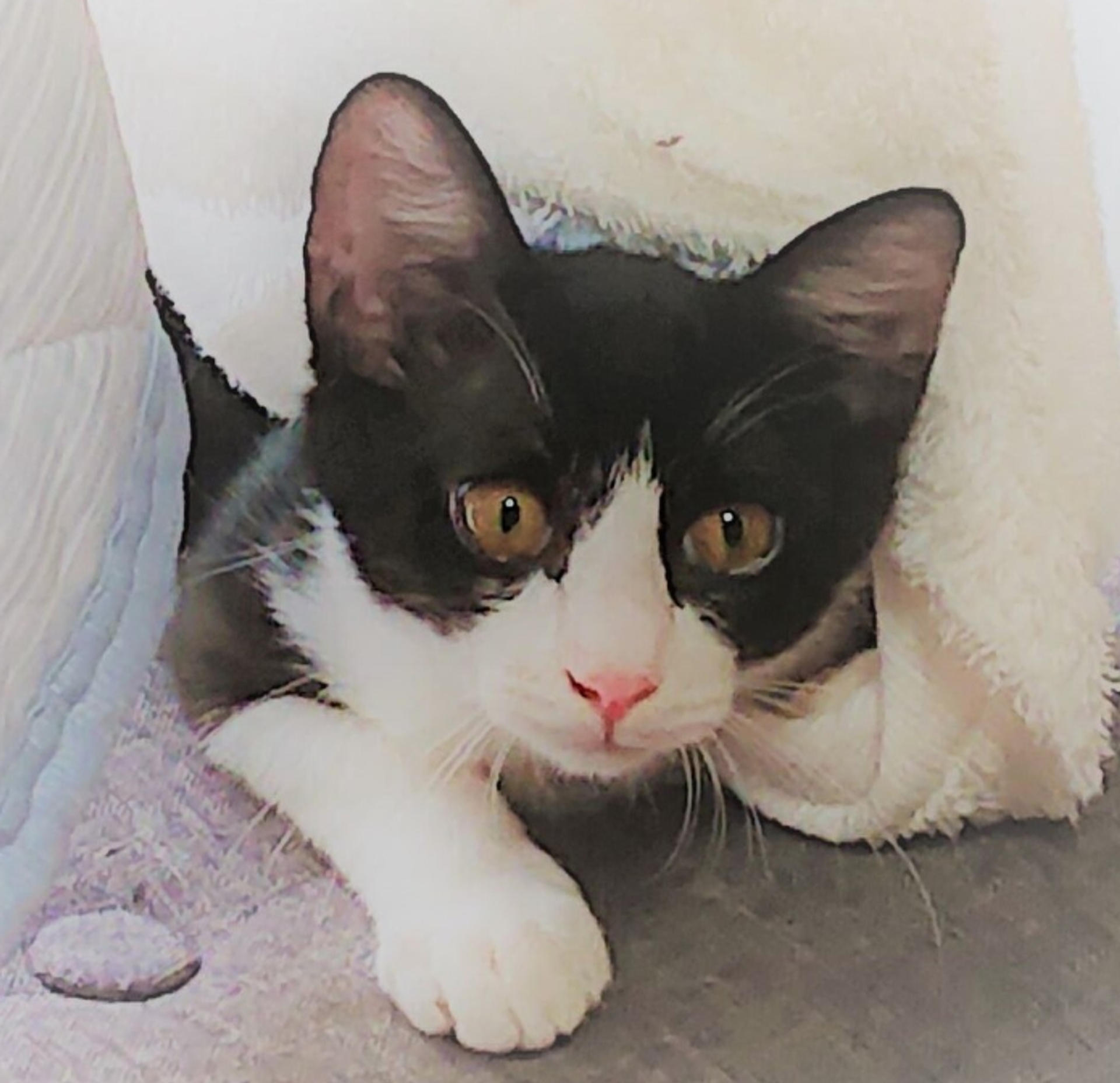 pet-image-2