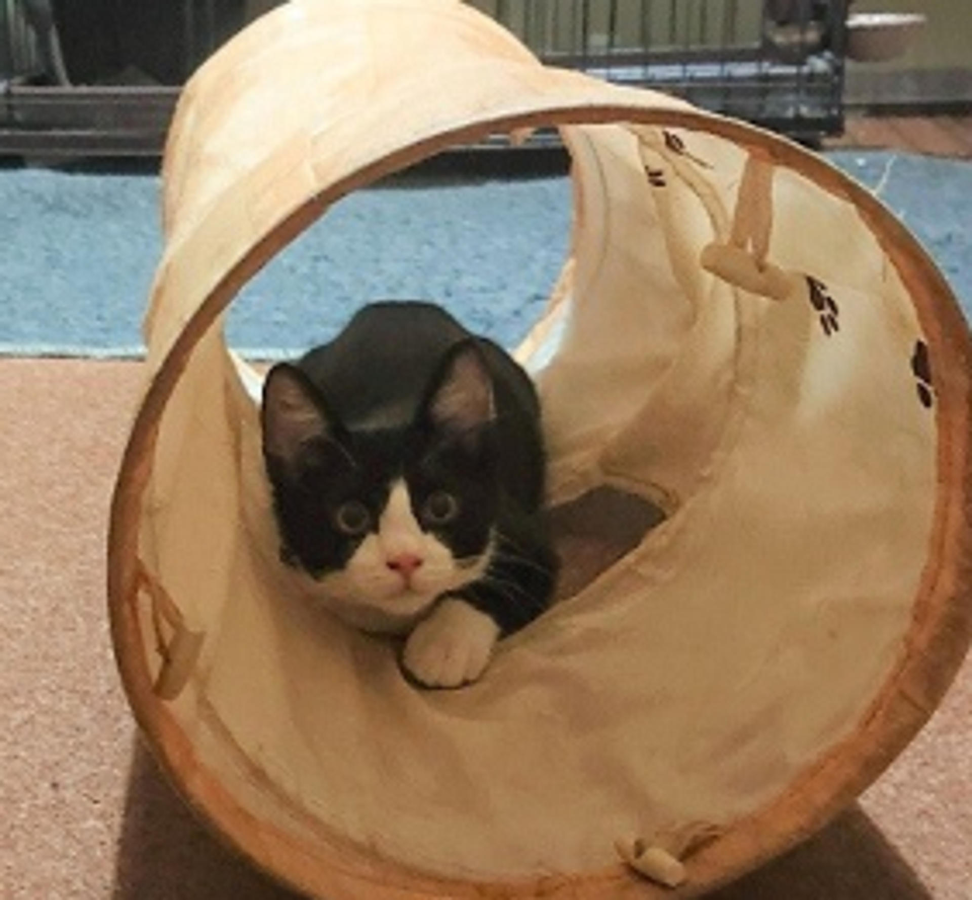 pet-image-3