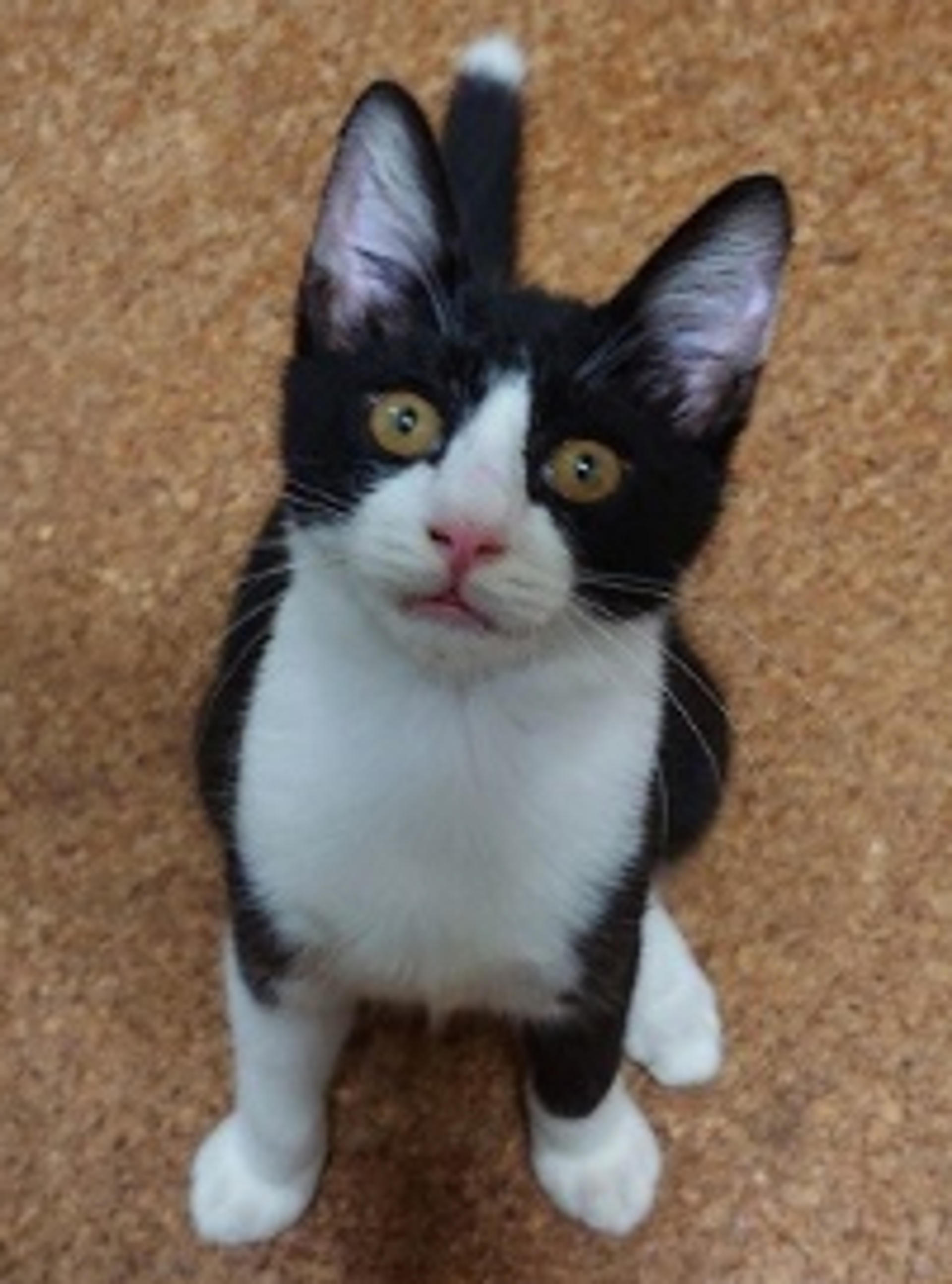 pet-image-5