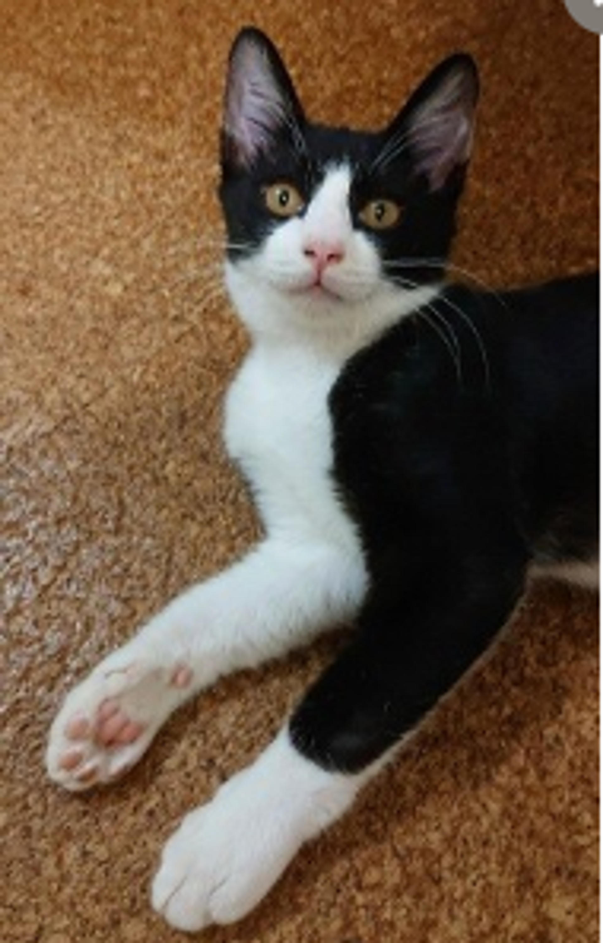 pet-image-7