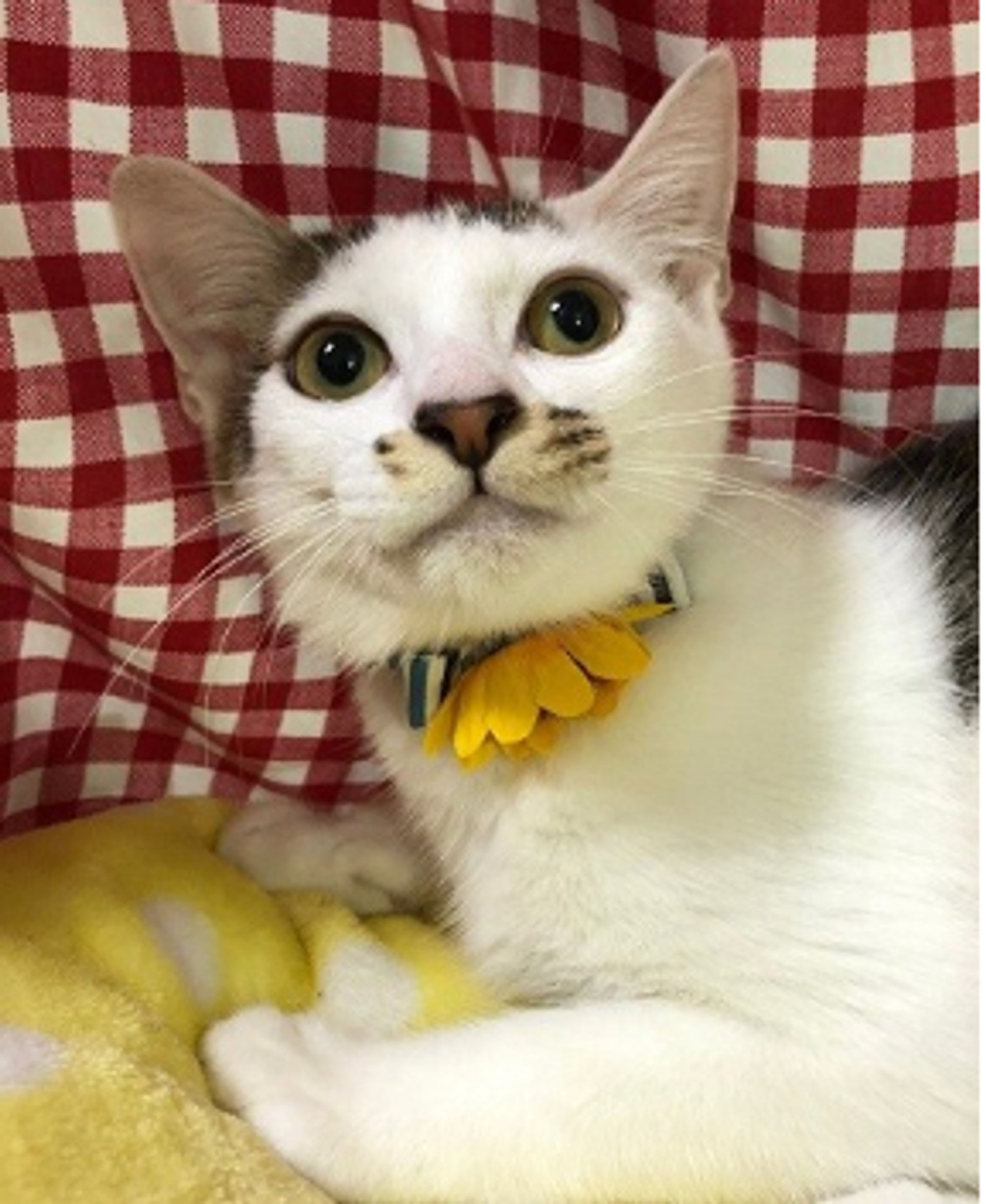 雑種（ミックス猫）・オスの里親募集の写真