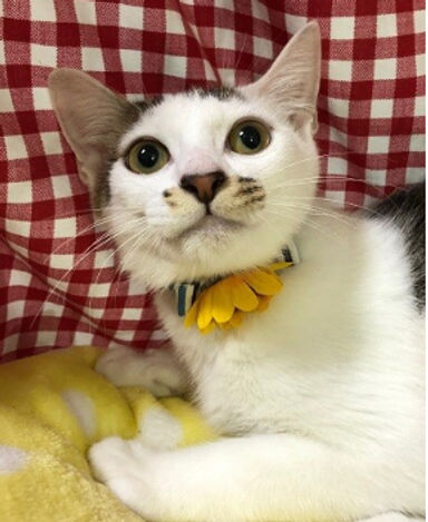 コンくんの写真