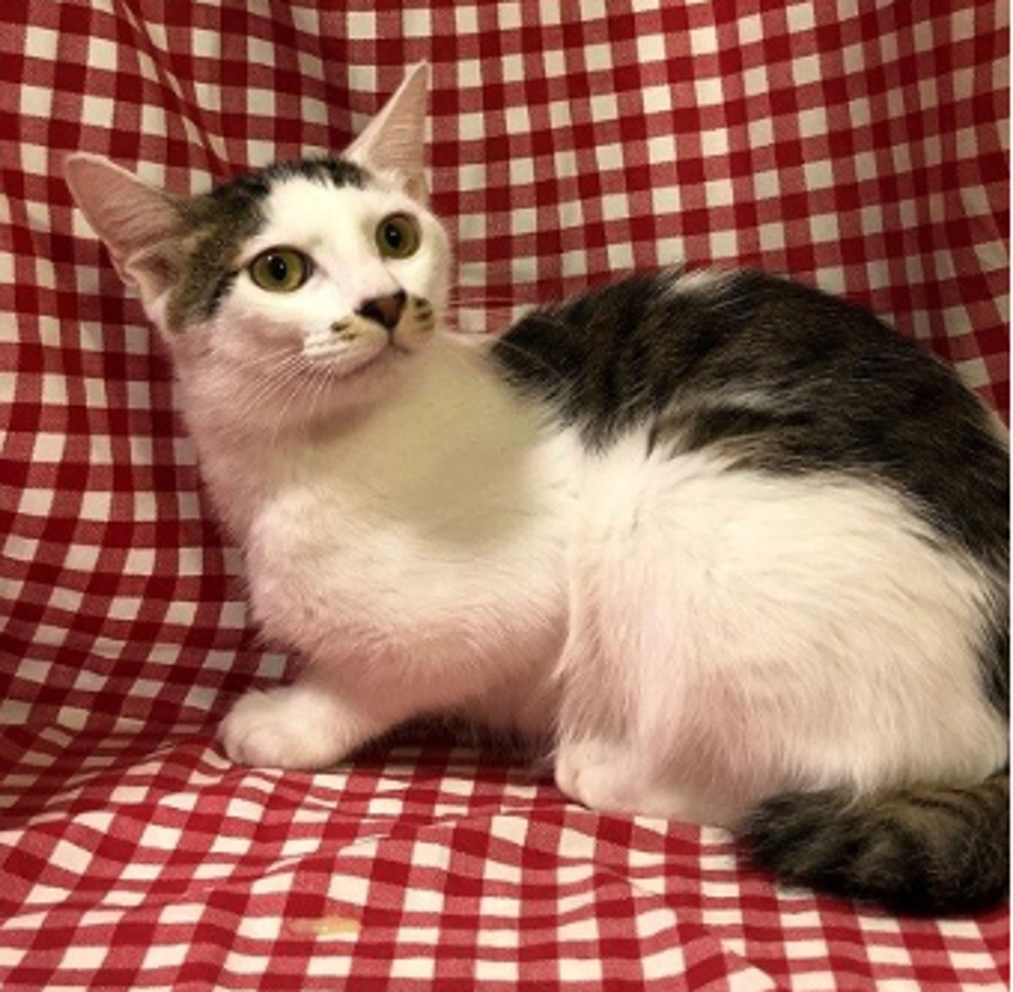 pet-image-2