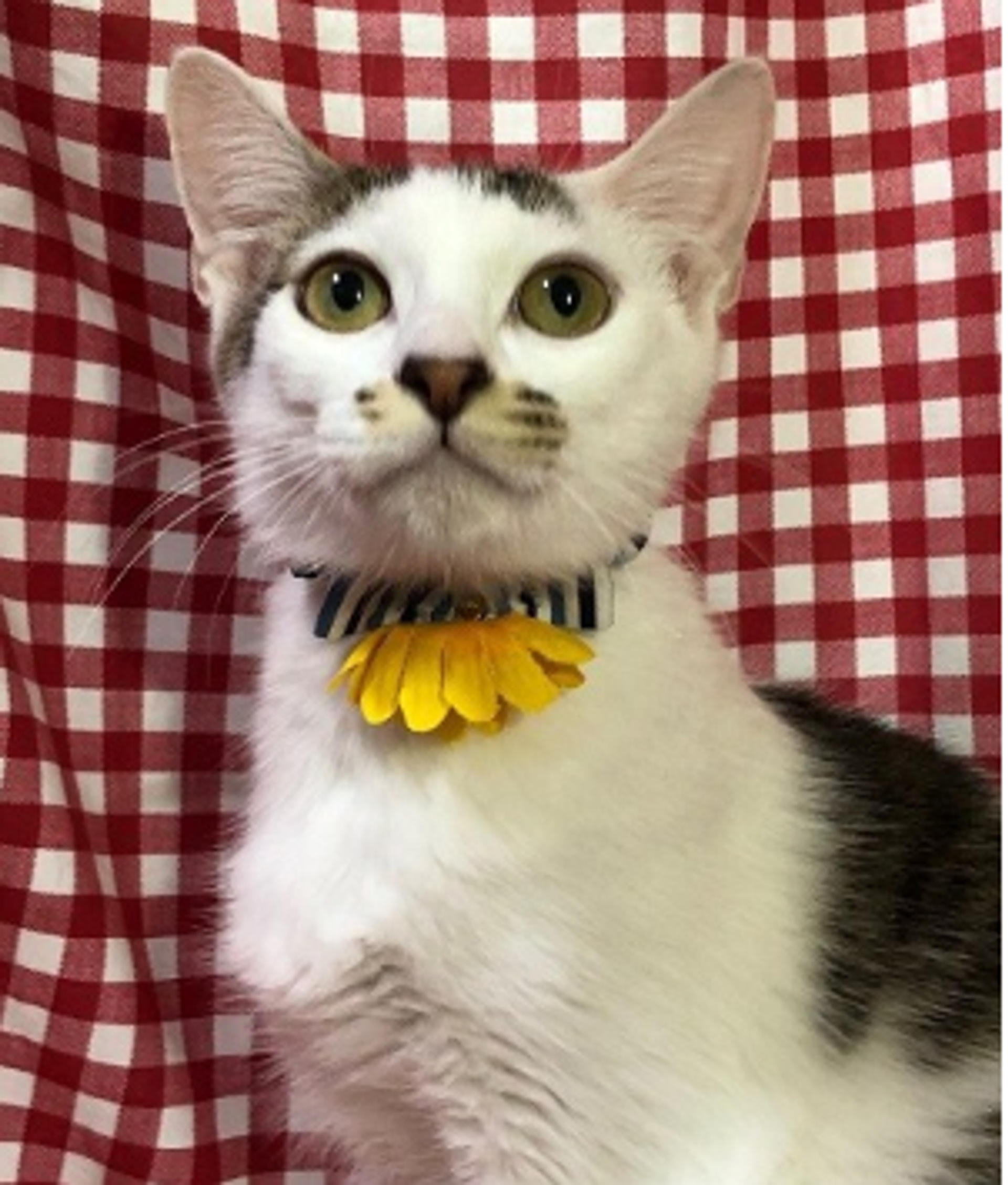 pet-image-3