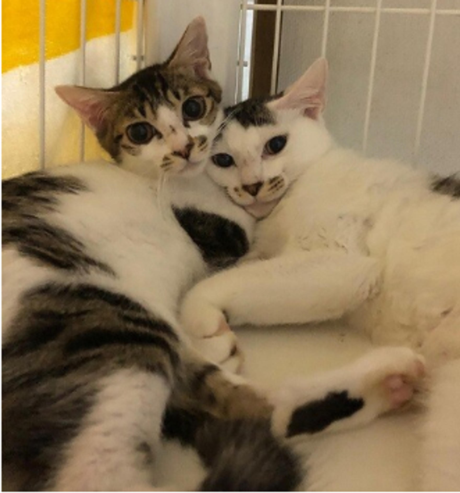 pet-image-4