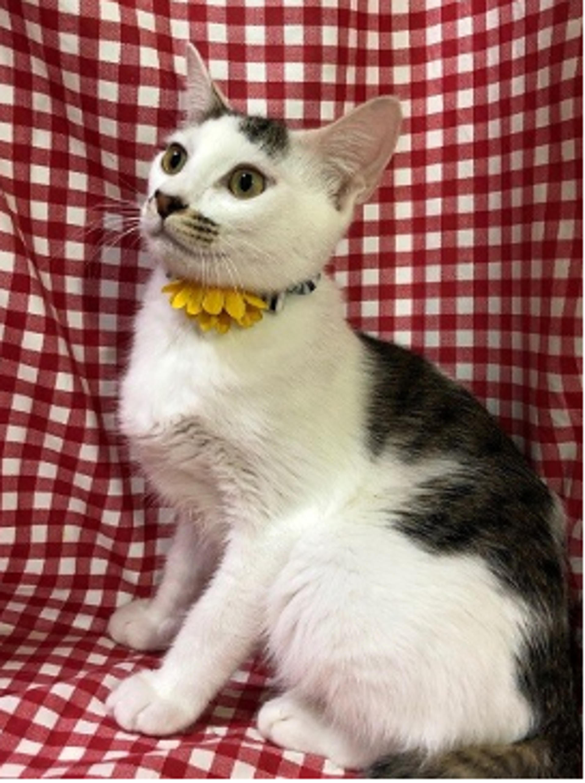 pet-image-5