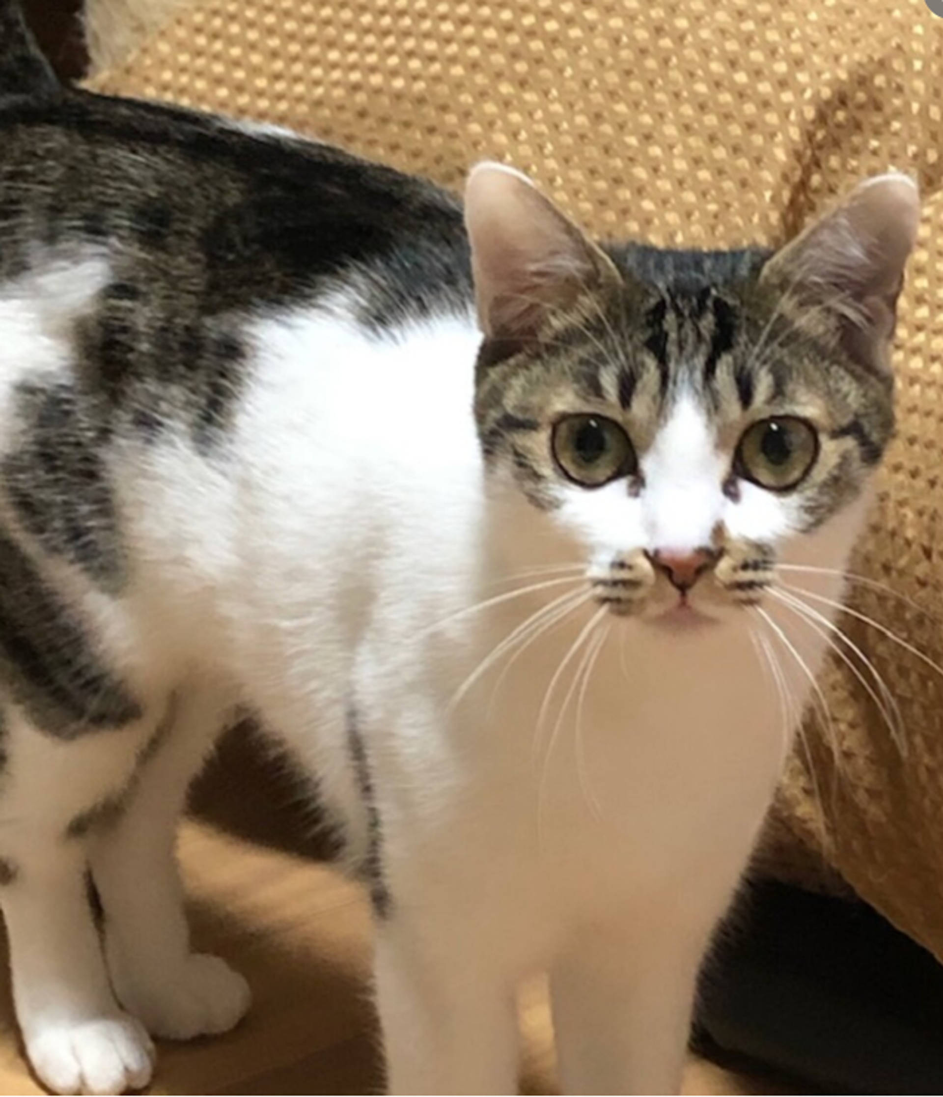 雑種（ミックス猫）・メスの里親募集の写真