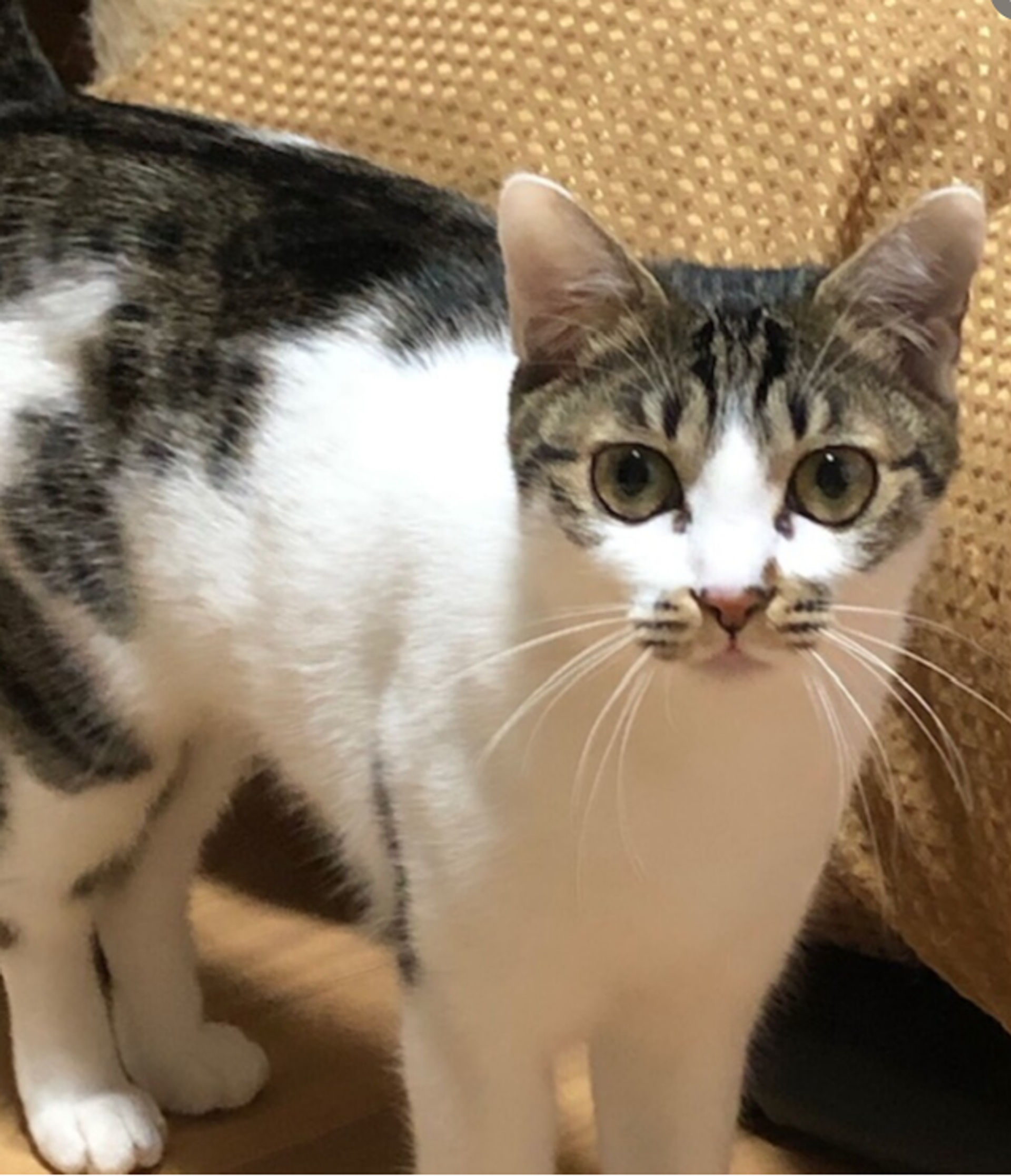 雑種（ミックス猫）・メスの里親募集の写真