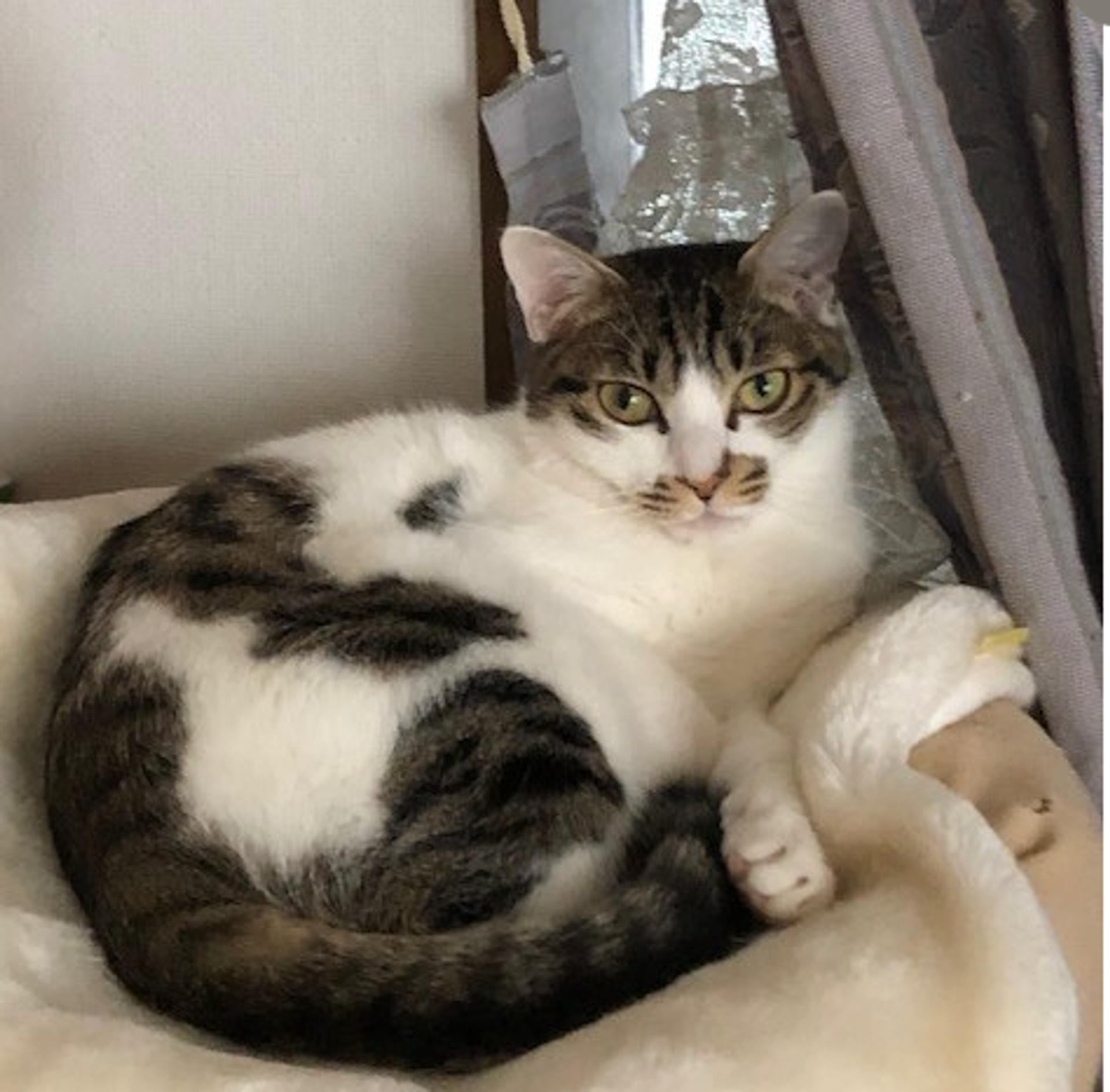 pet-image-3