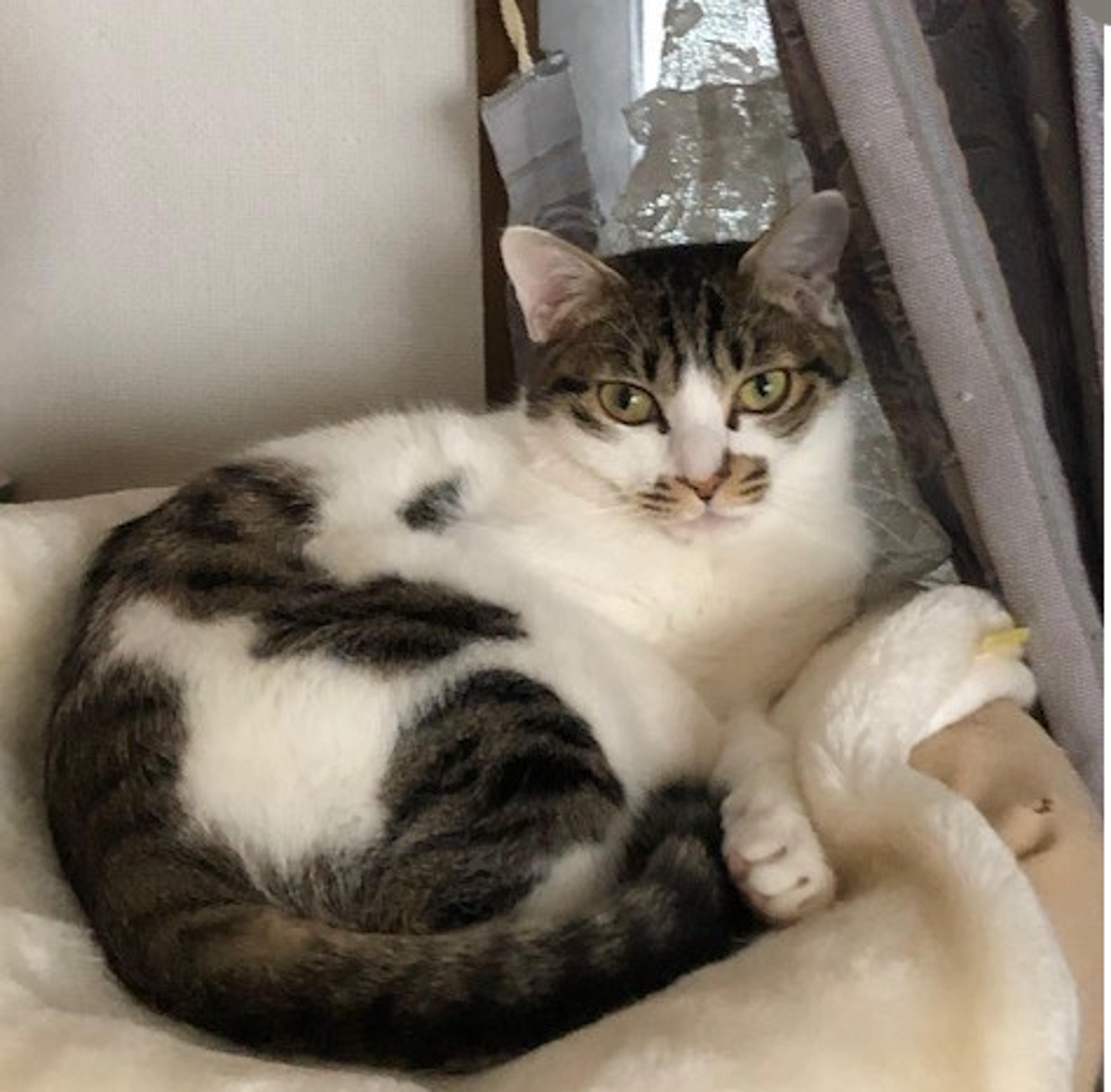 pet-image-3