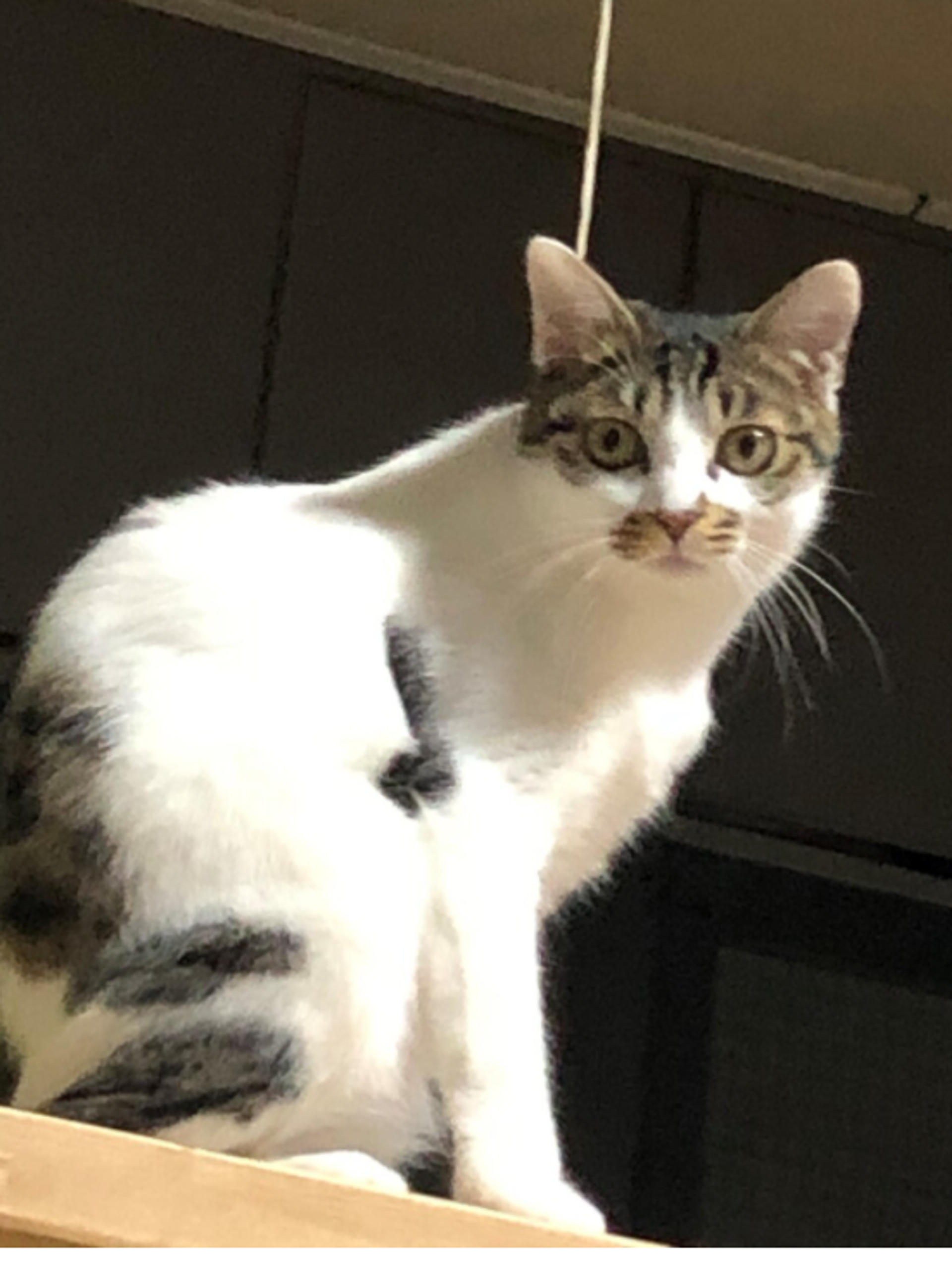 pet-image-5