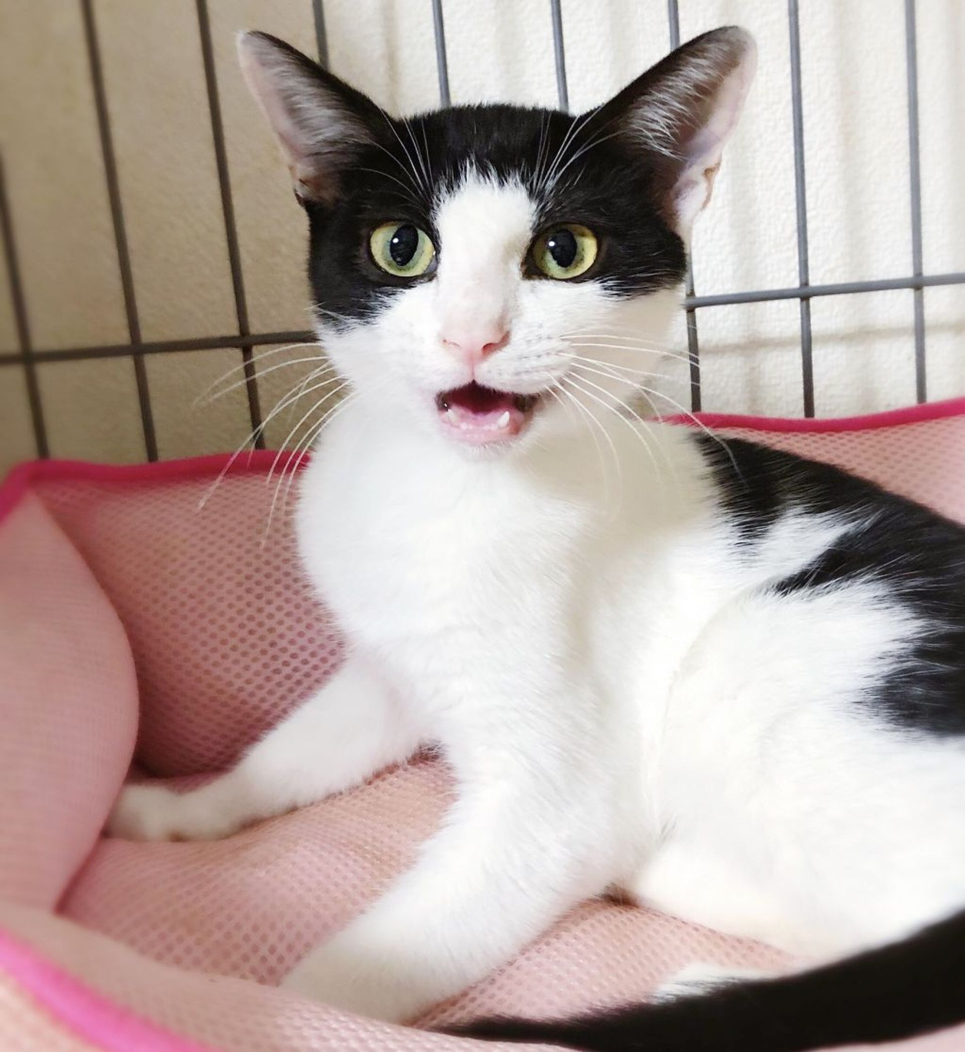 雑種（ミックス猫）・メスの里親募集の写真