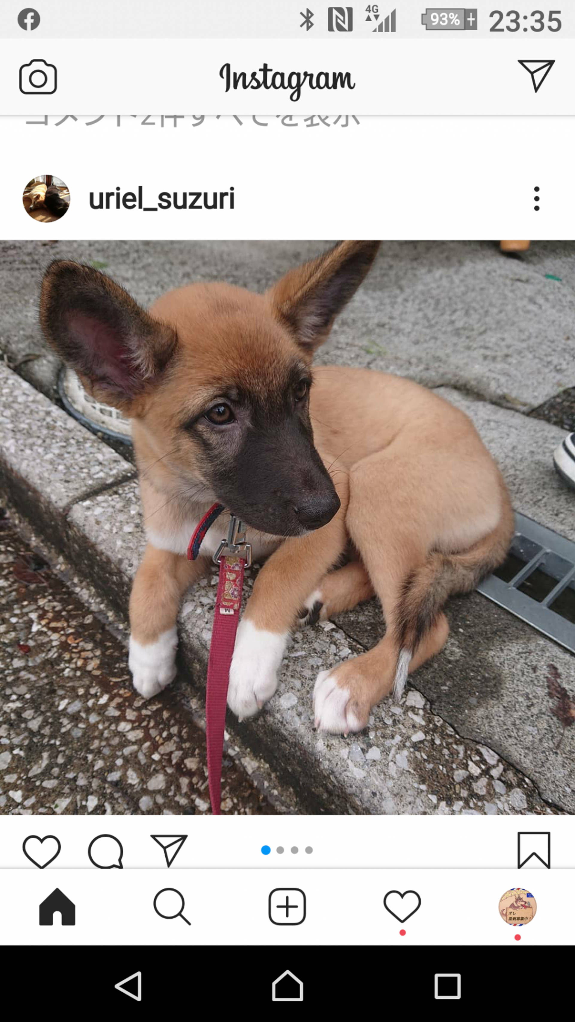雑種（ミックス犬）・メスの里親募集の写真