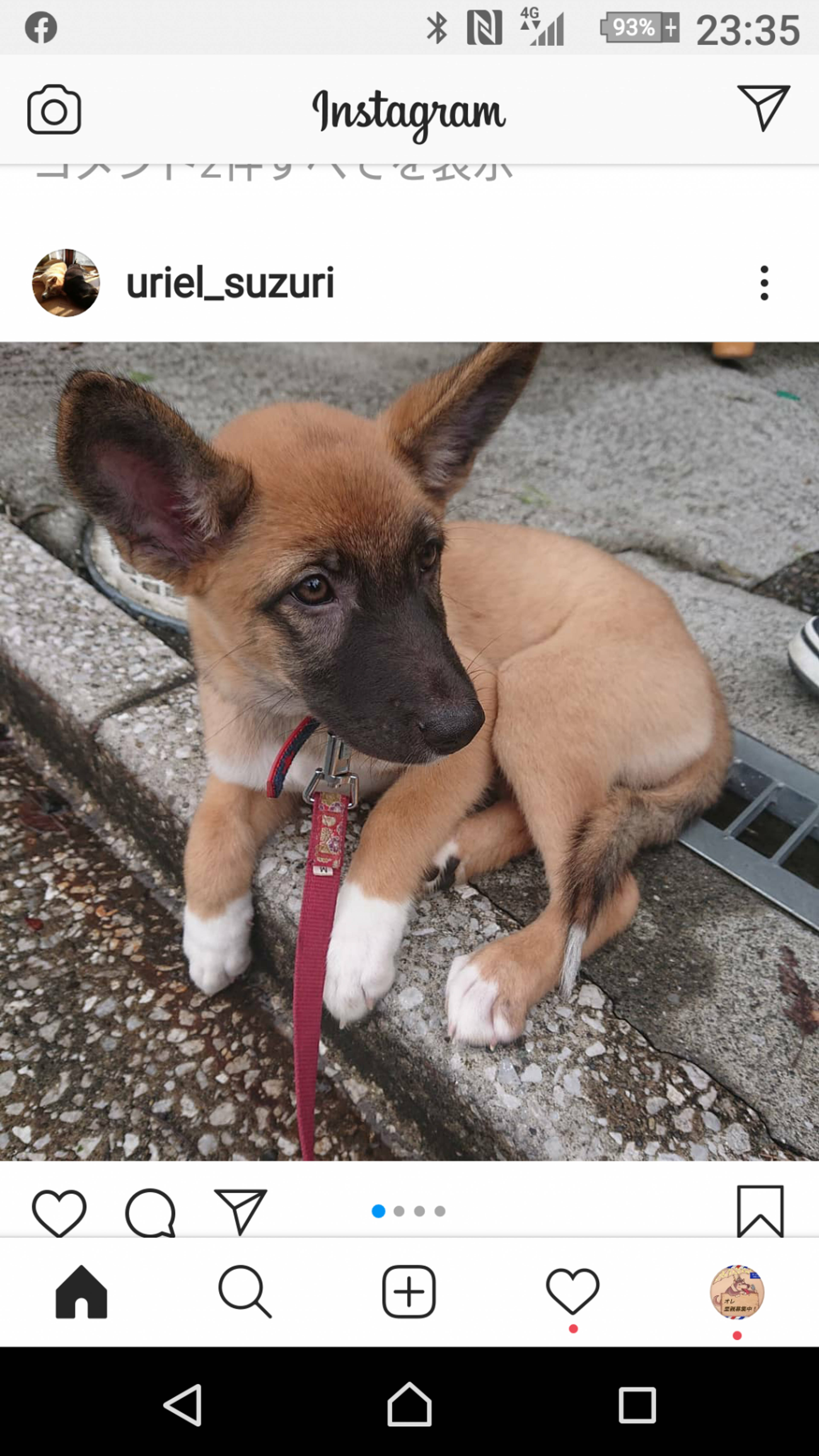 雑種（ミックス犬）・メスの里親募集の写真