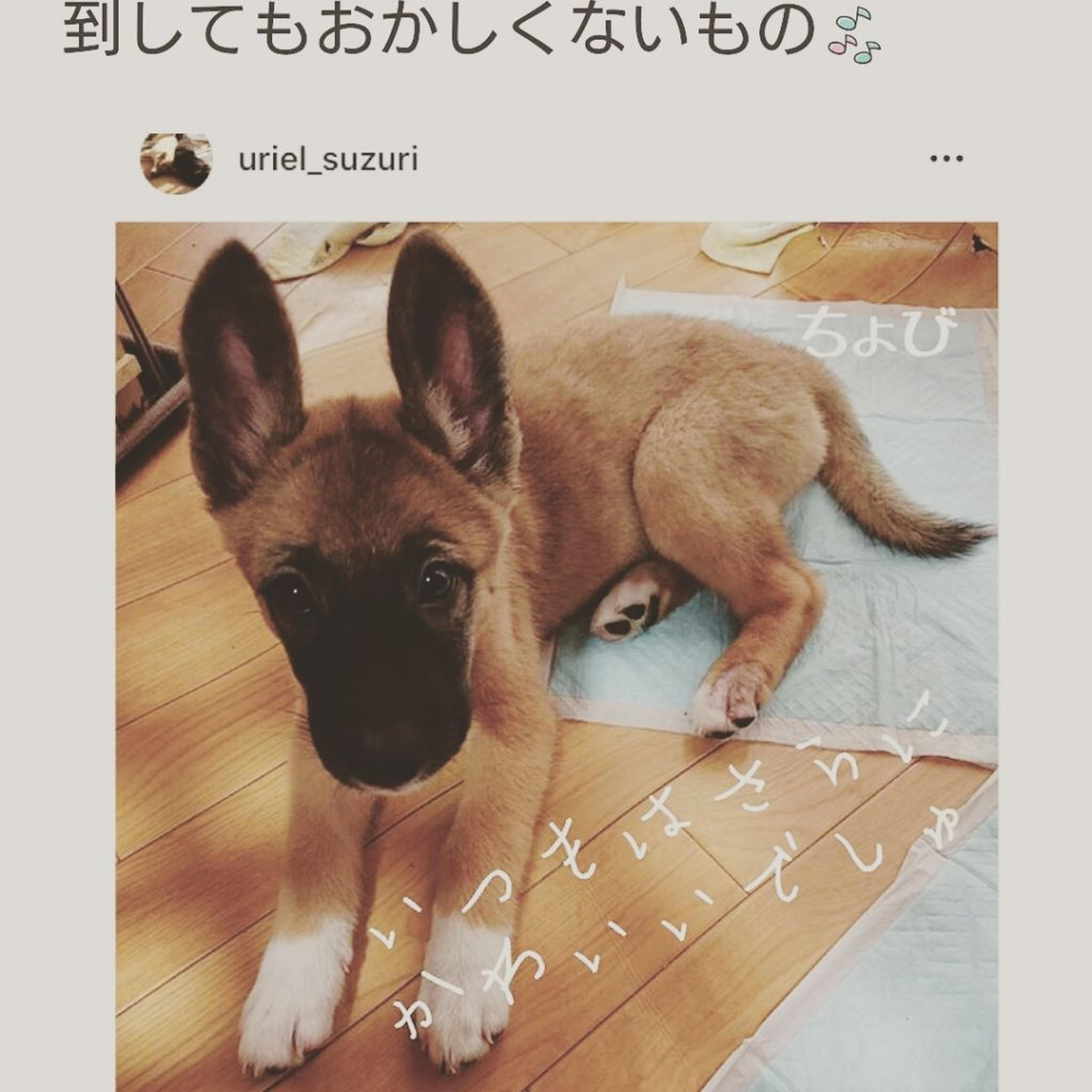 pet-image-2
