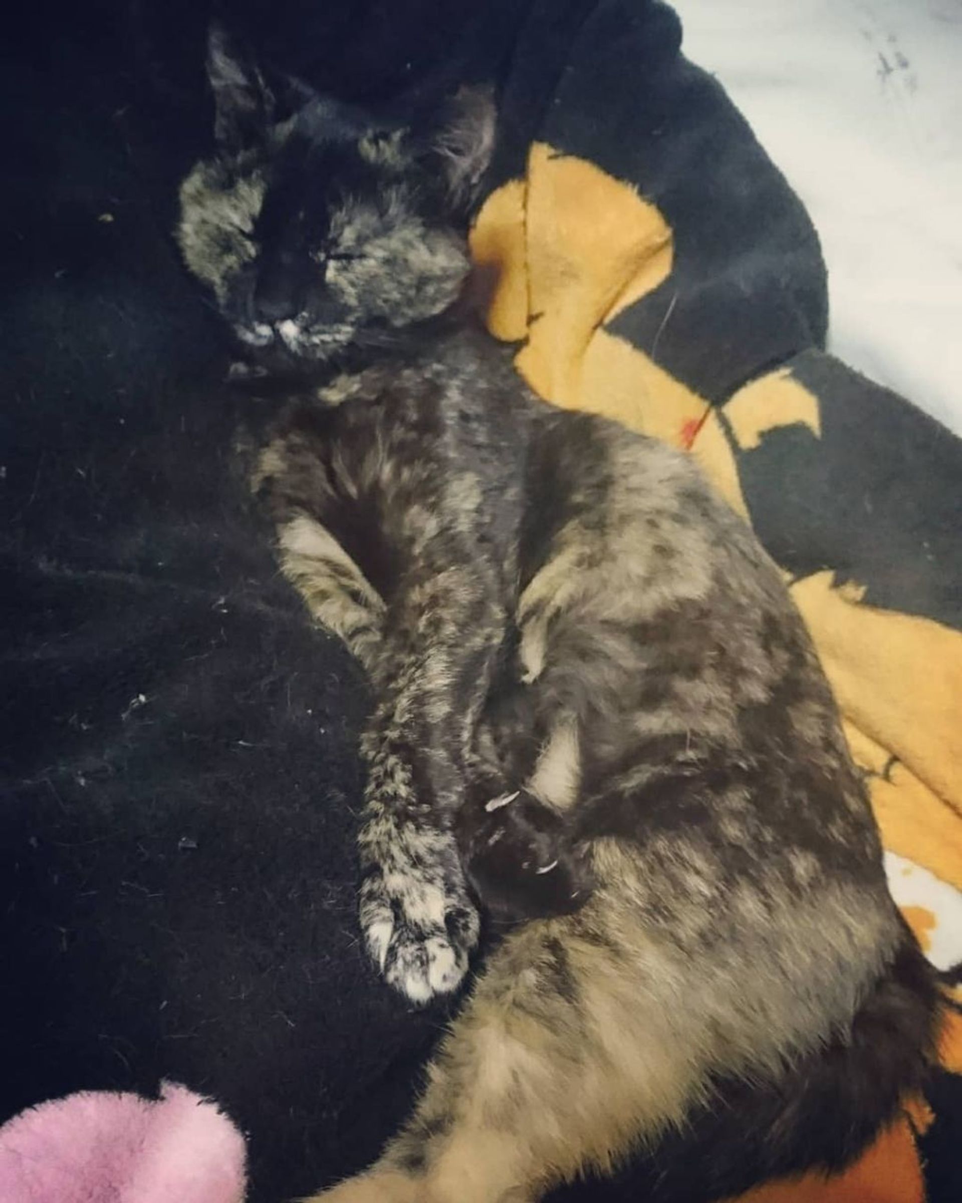 雑種（ミックス猫）・メスの里親募集の写真