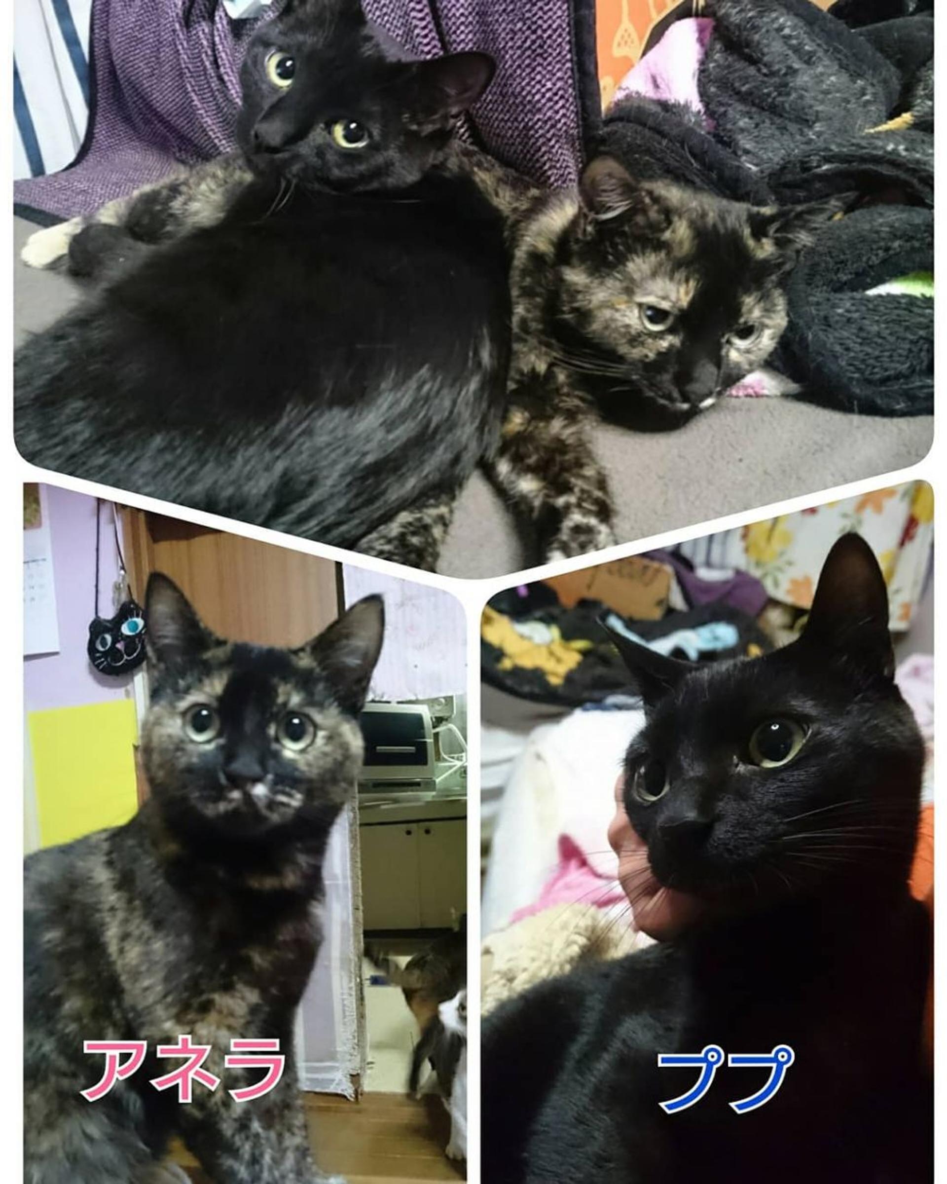 pet-image-2