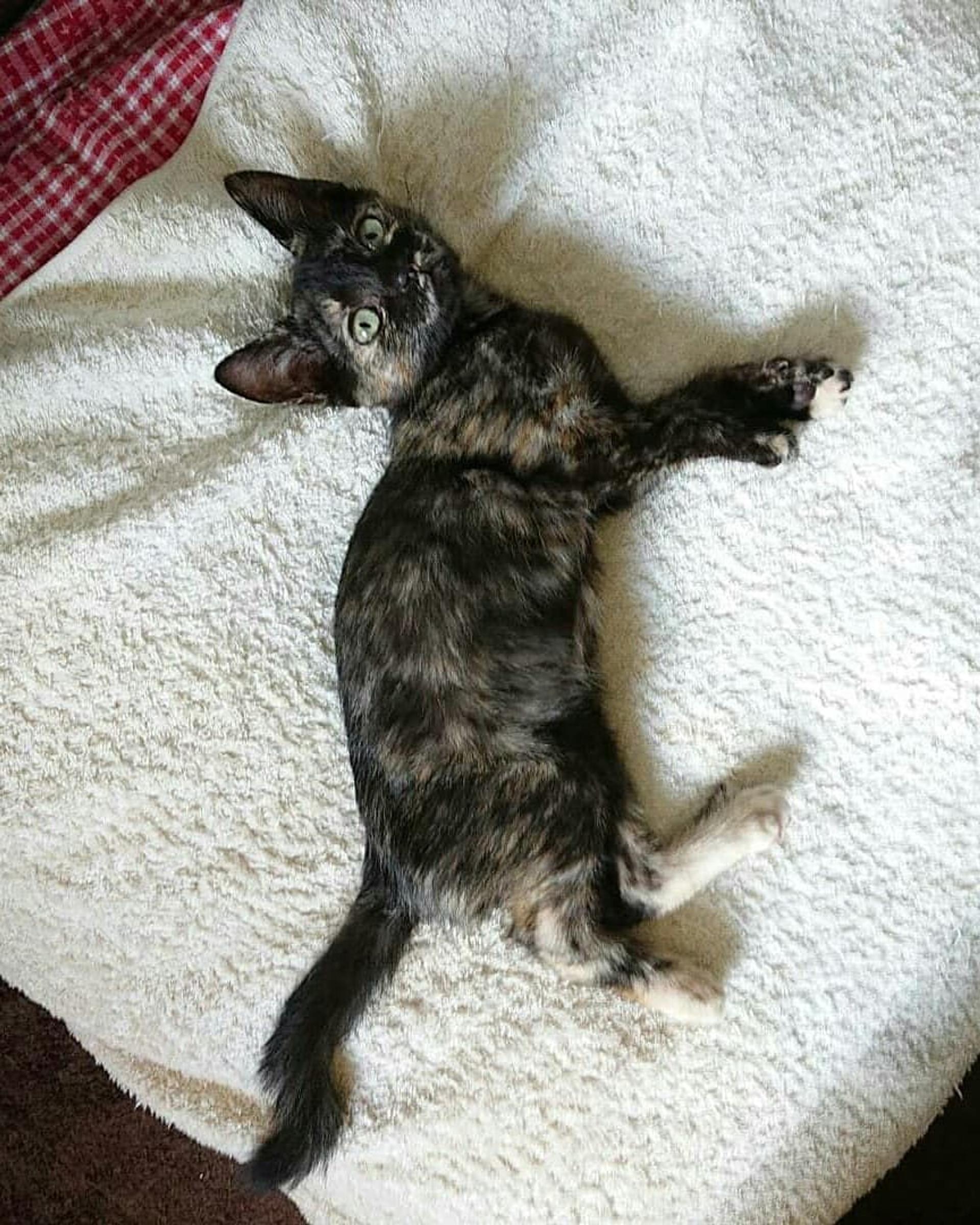 pet-image-3