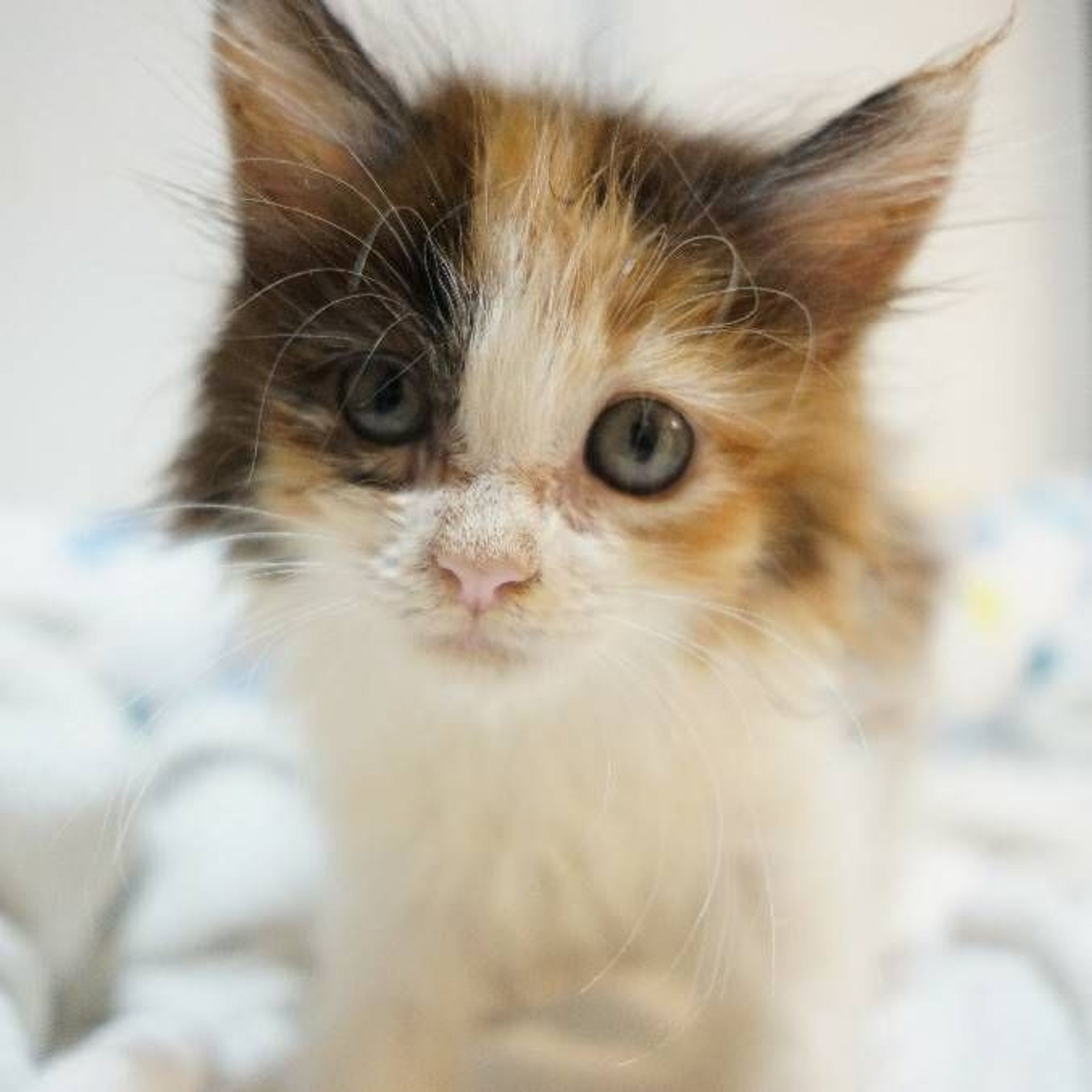 雑種（ミックス猫）・メスの里親募集の写真