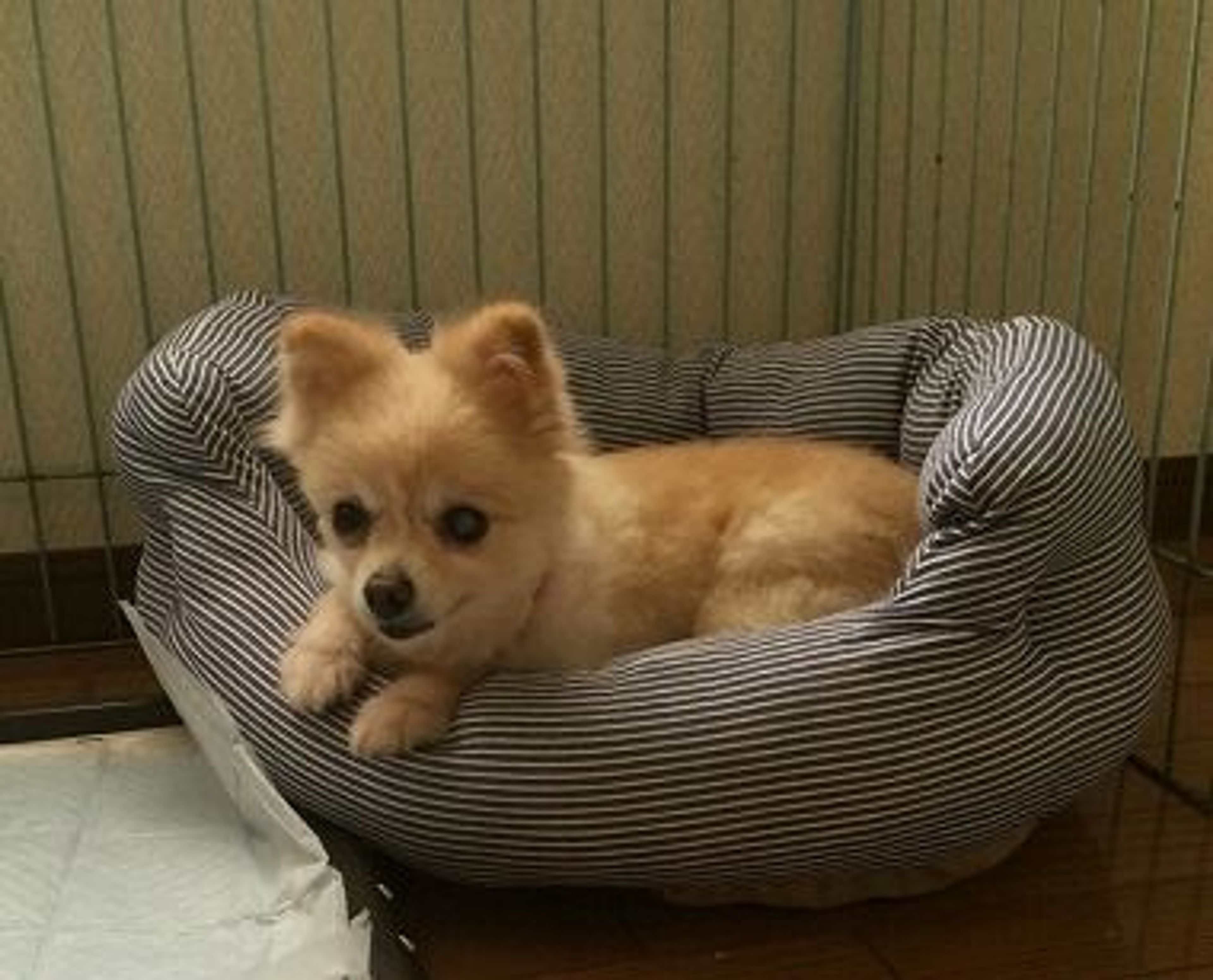 pet-image-3