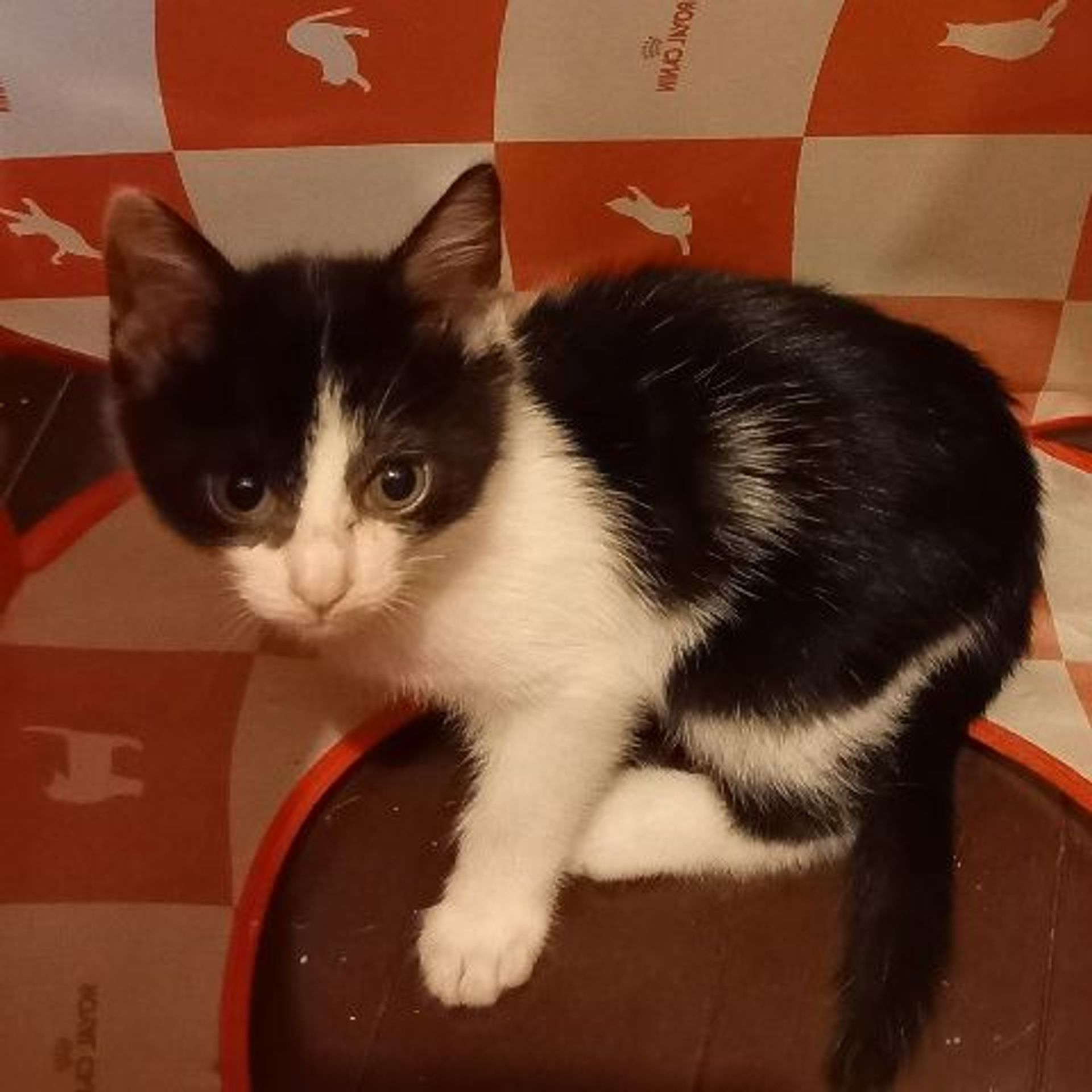 雑種（ミックス猫）・メスの里親募集の写真