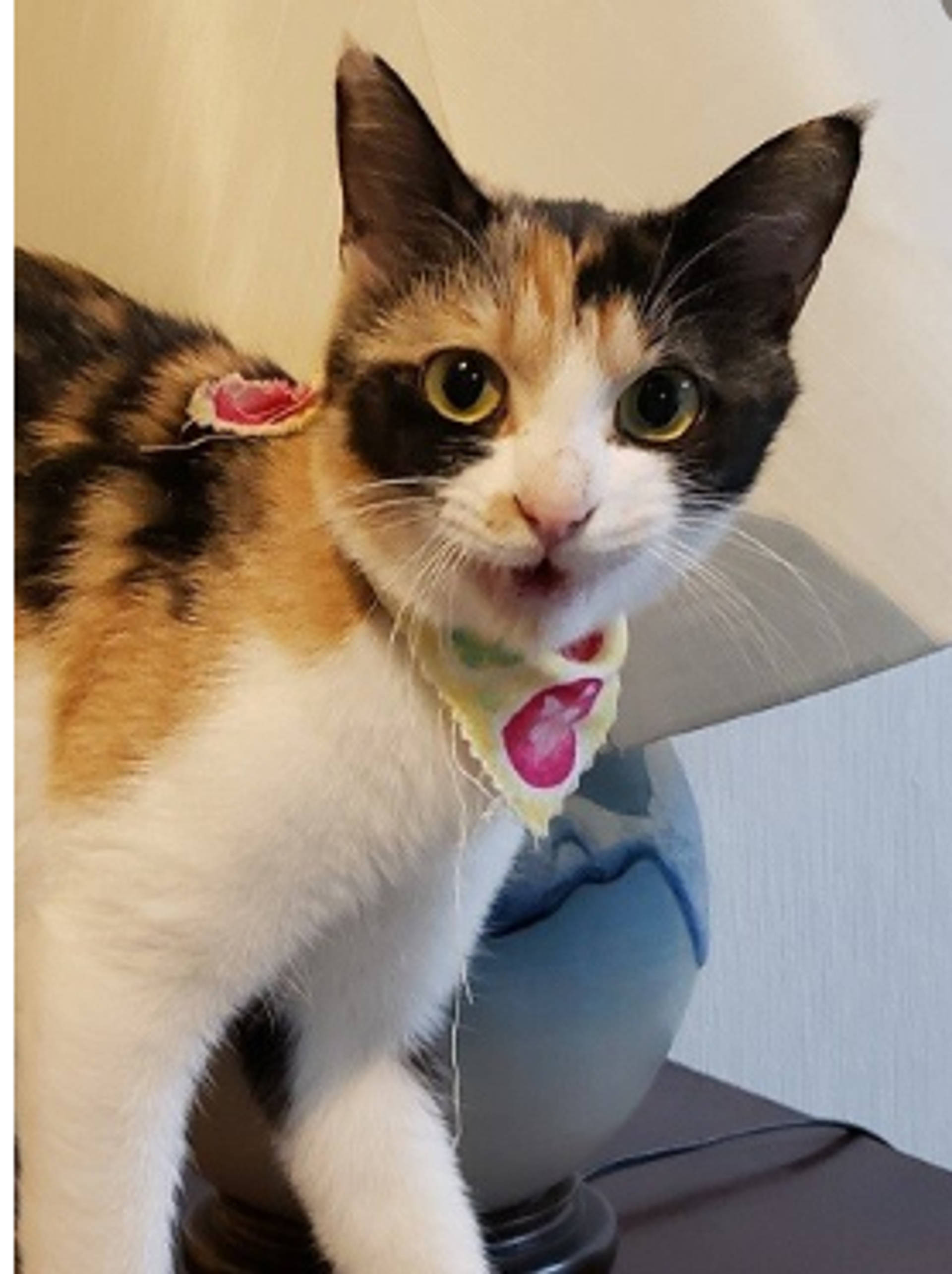 雑種（ミックス猫）・メスの里親募集の写真