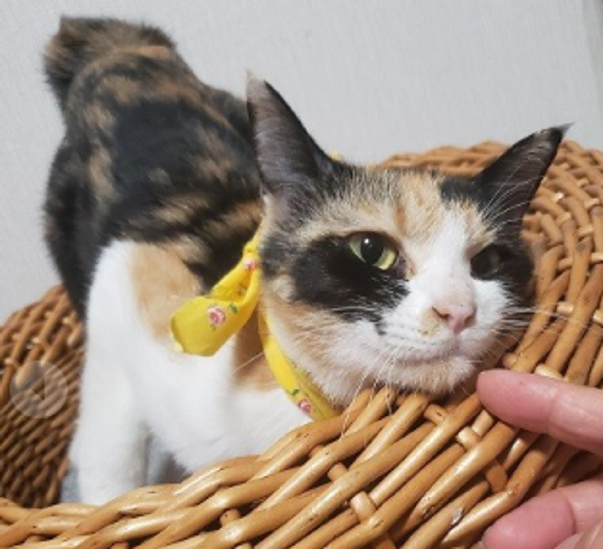 pet-image-3